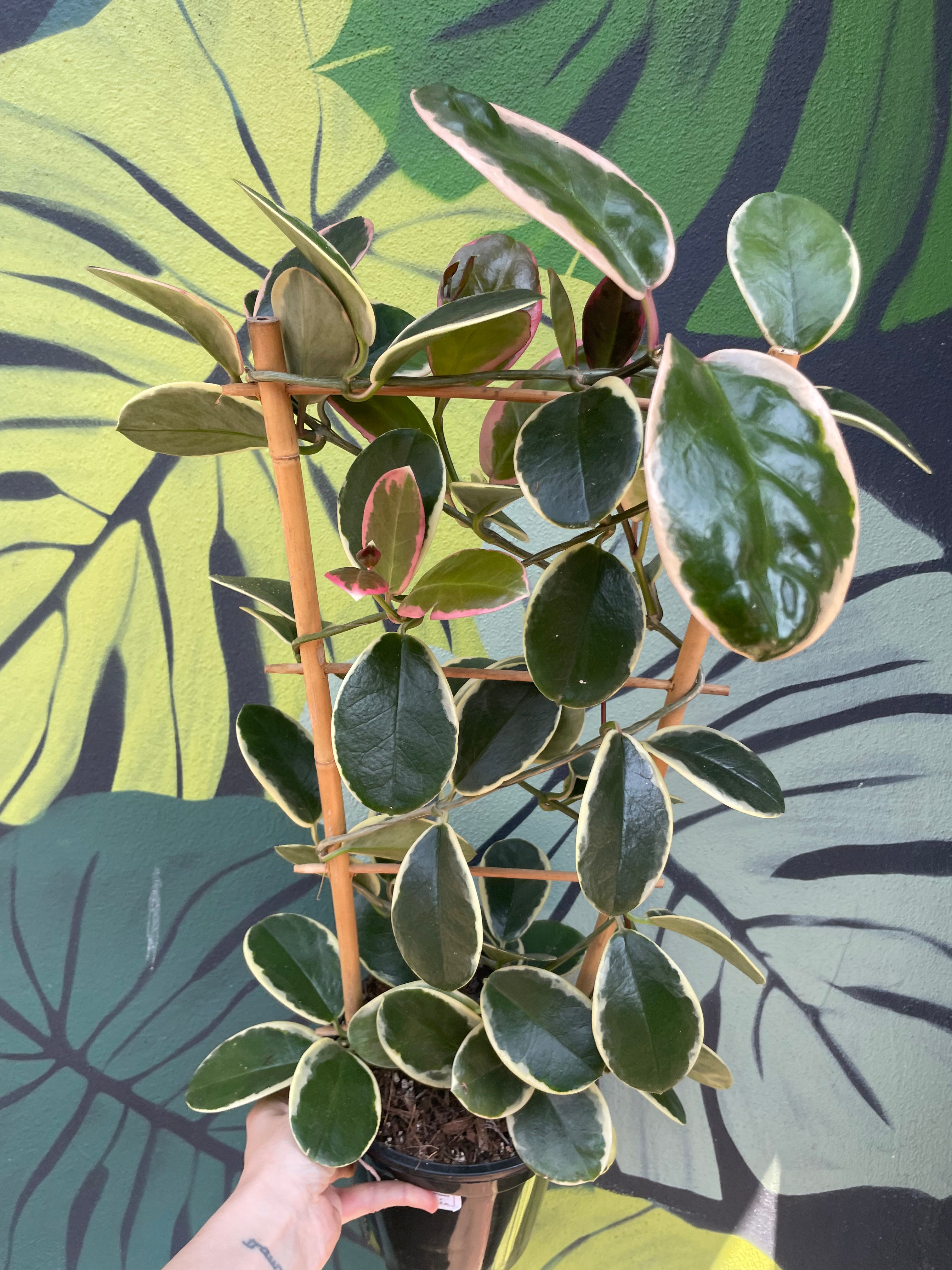 Hoya australis cv.&