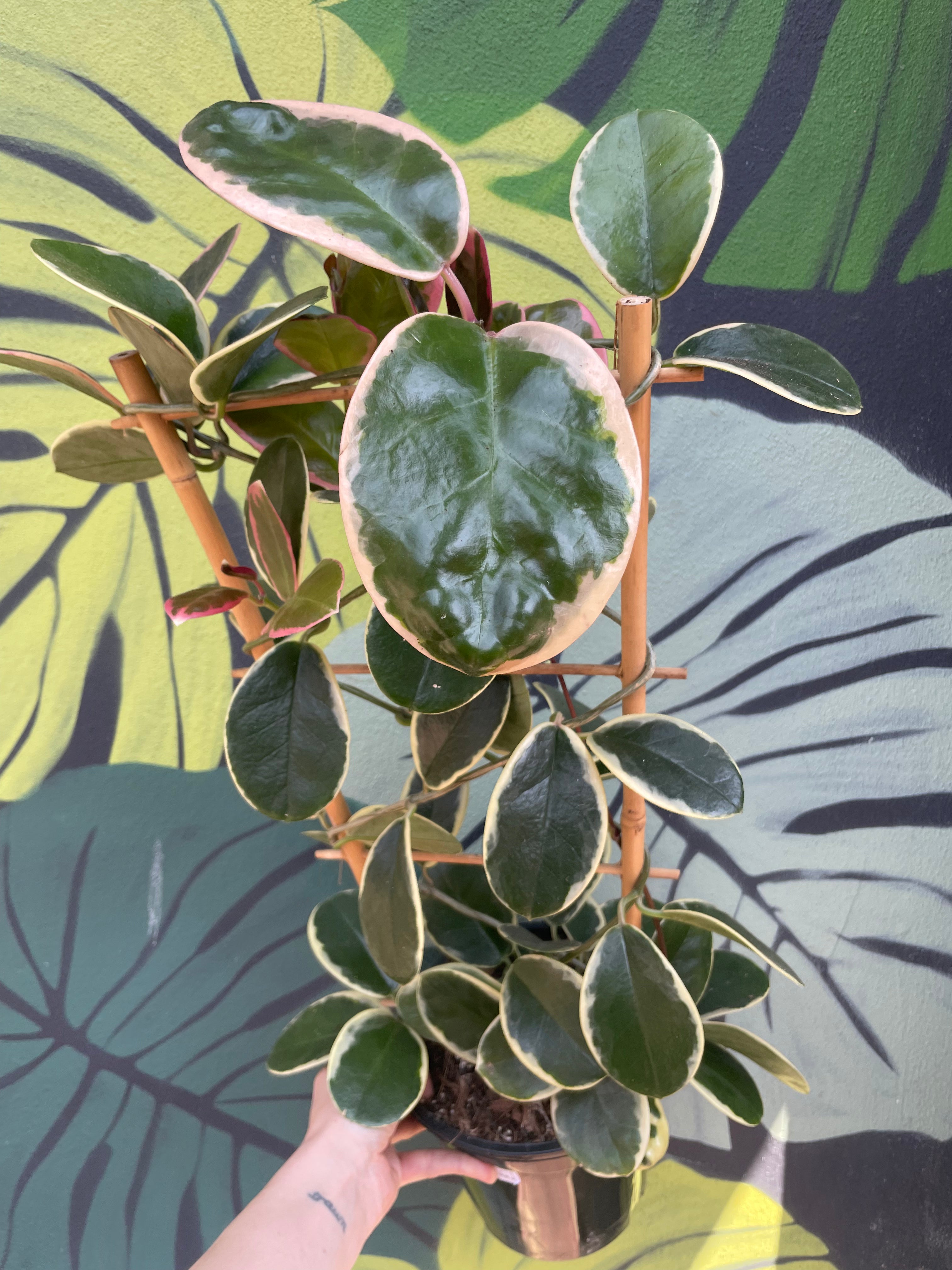 Hoya australis cv.&