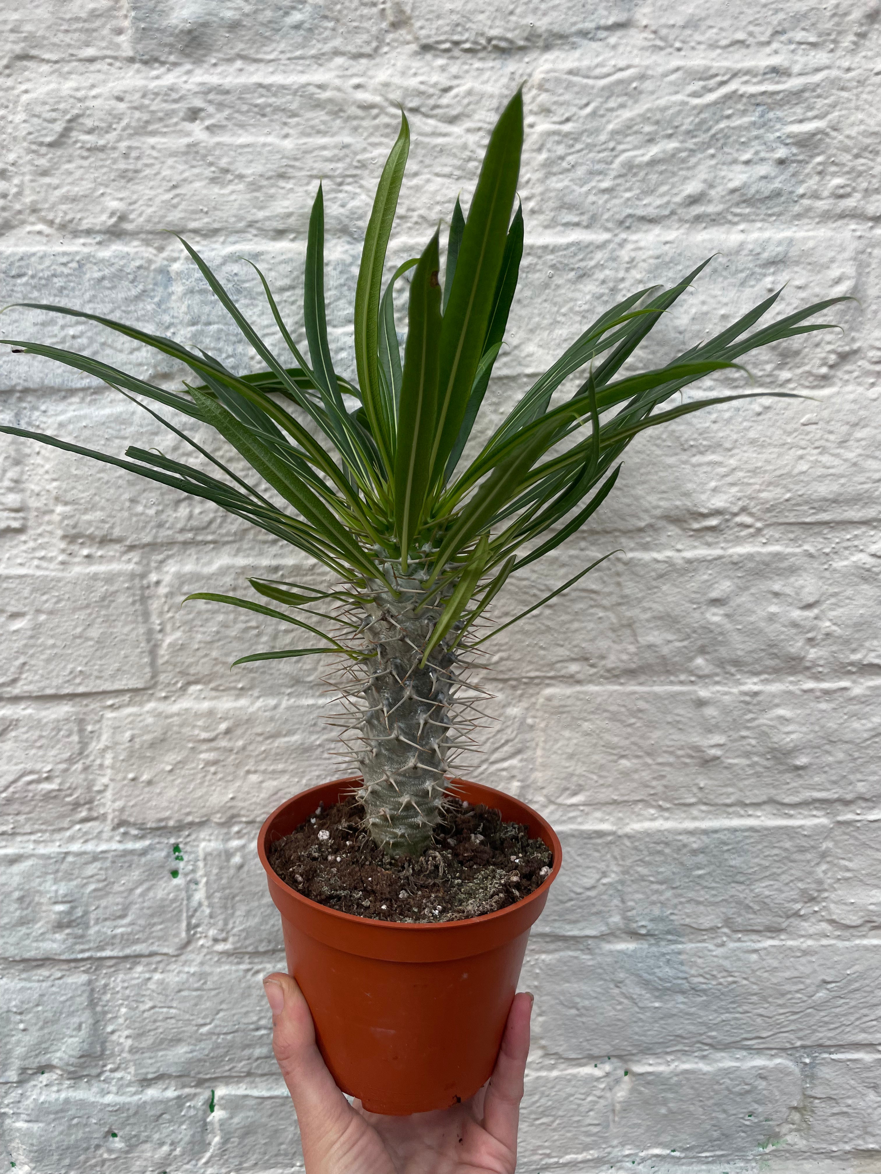 Pachypodium lamerei (Madagascar palm/ Succulent tree)