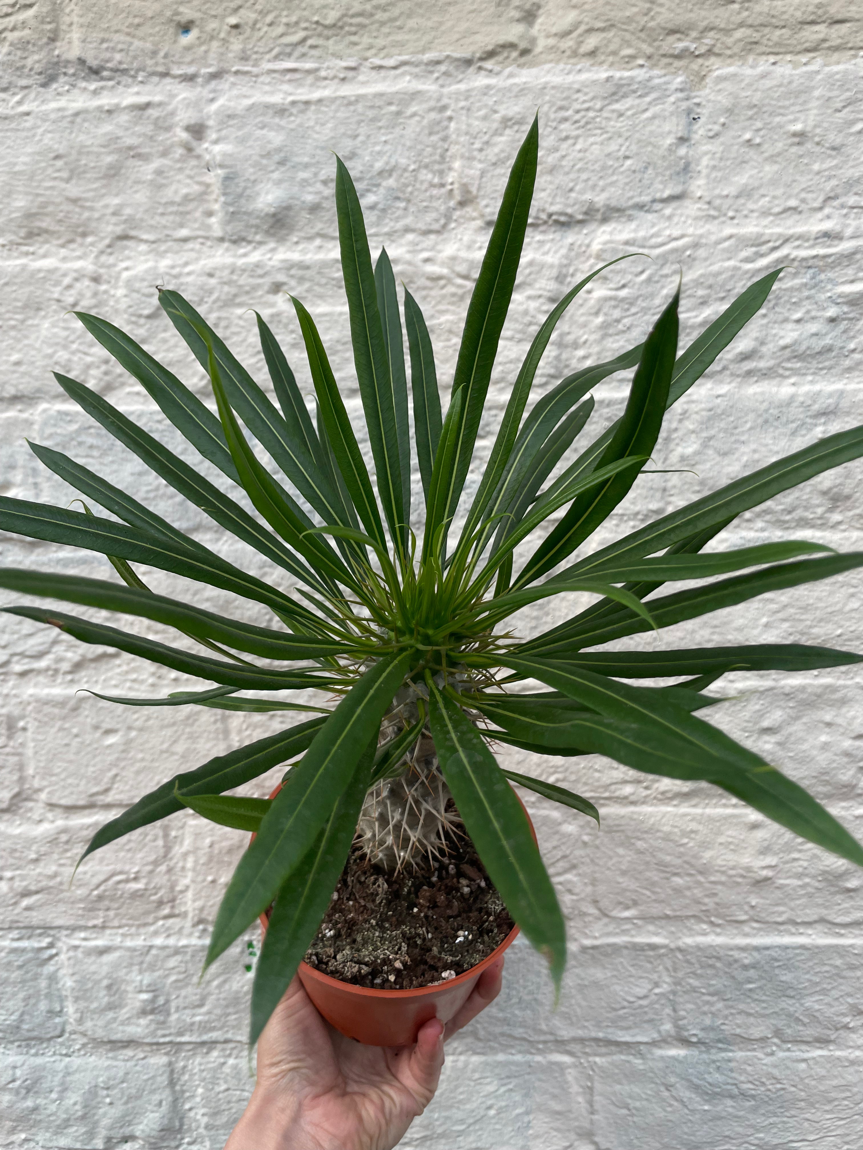 Pachypodium lamerei (Madagascar palm/ Succulent tree)