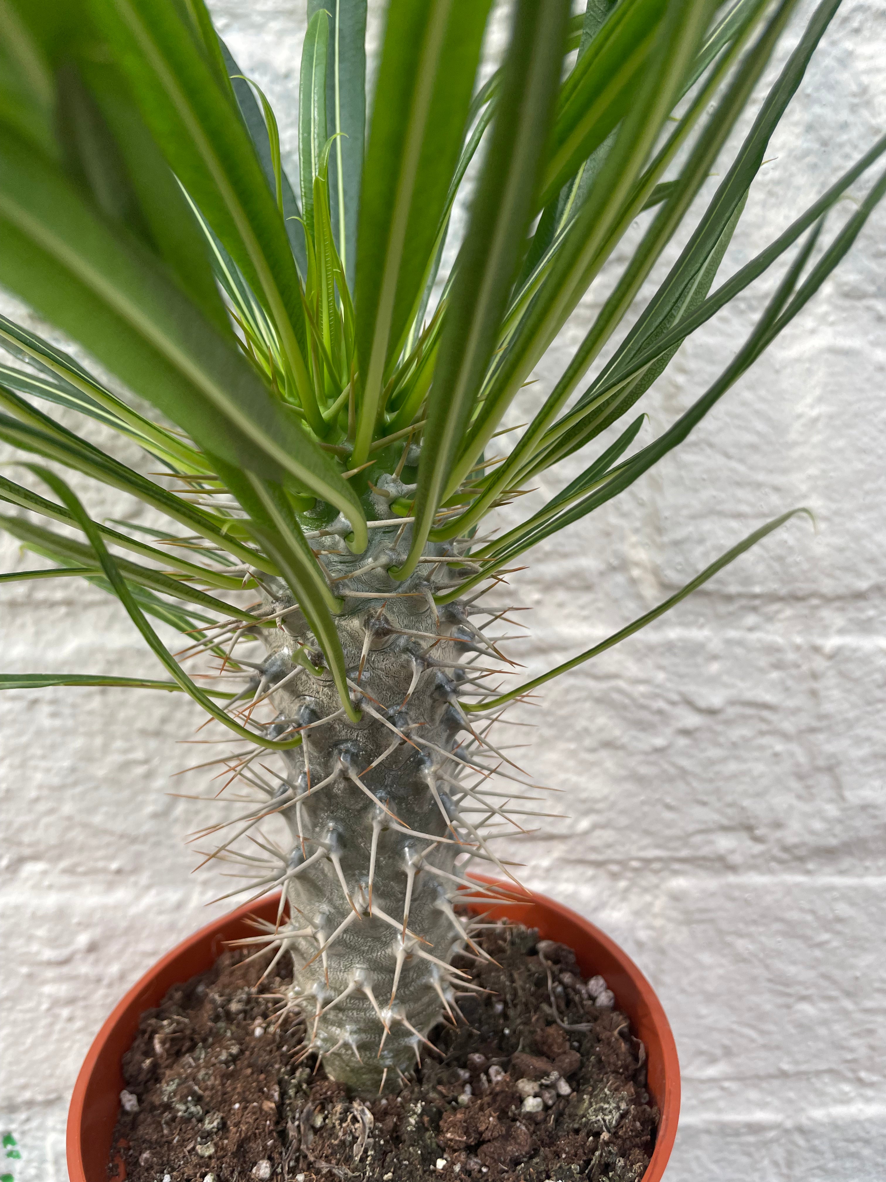 Pachypodium lamerei (Madagascar palm/ Succulent tree)