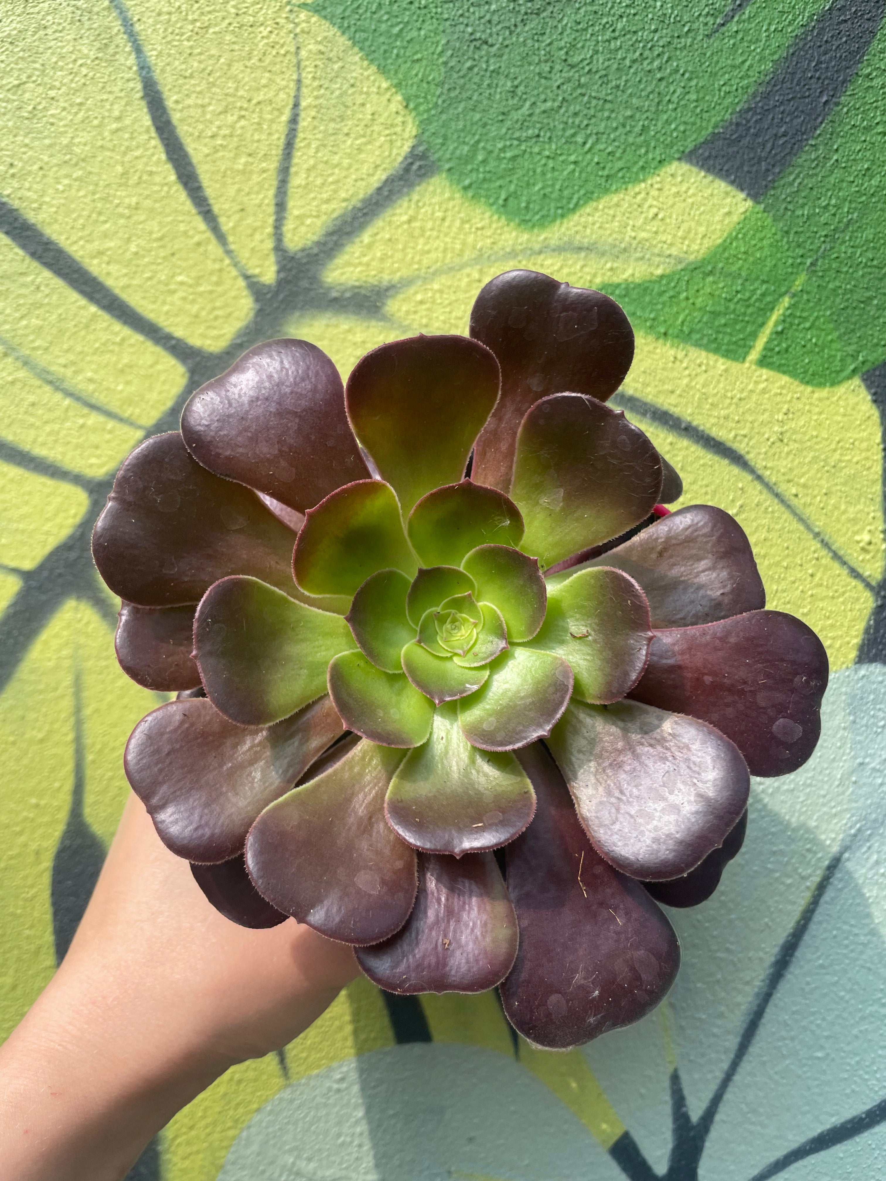 Aeonium arboreum Varieties (Houseleek Tree/ Tree Aeonium)