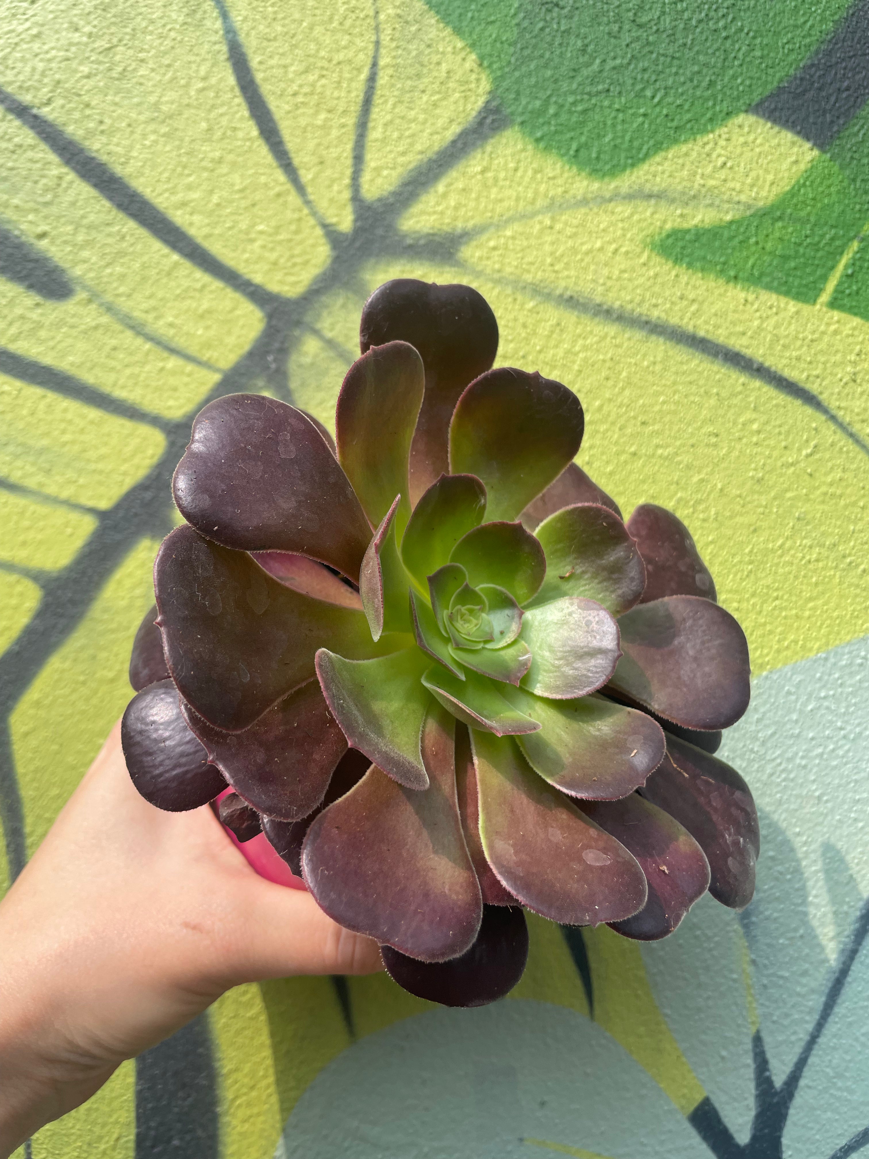 Aeonium arboreum Varieties (Houseleek Tree/ Tree Aeonium)