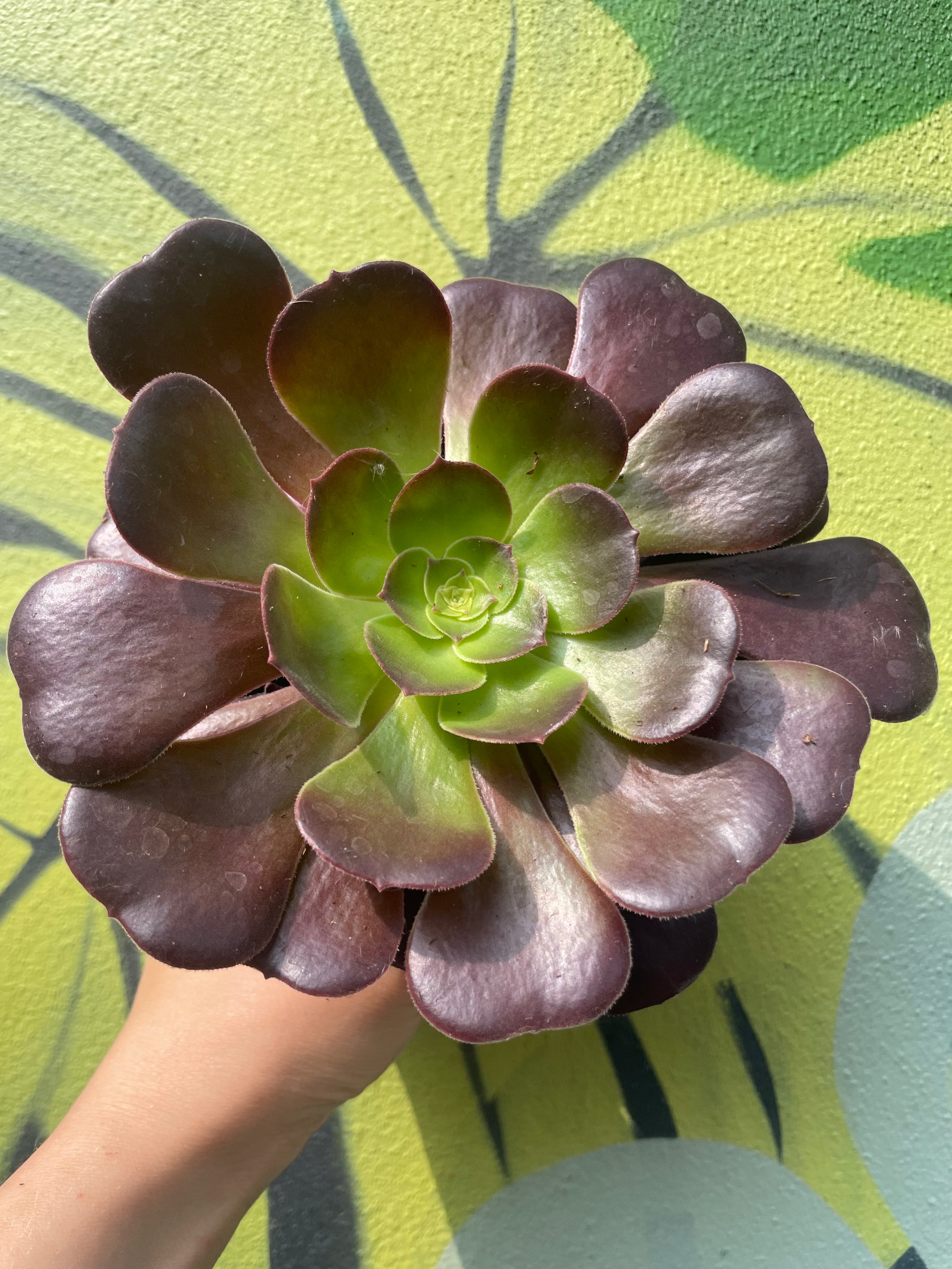 Aeonium arboreum Varieties (Houseleek Tree/ Tree Aeonium)