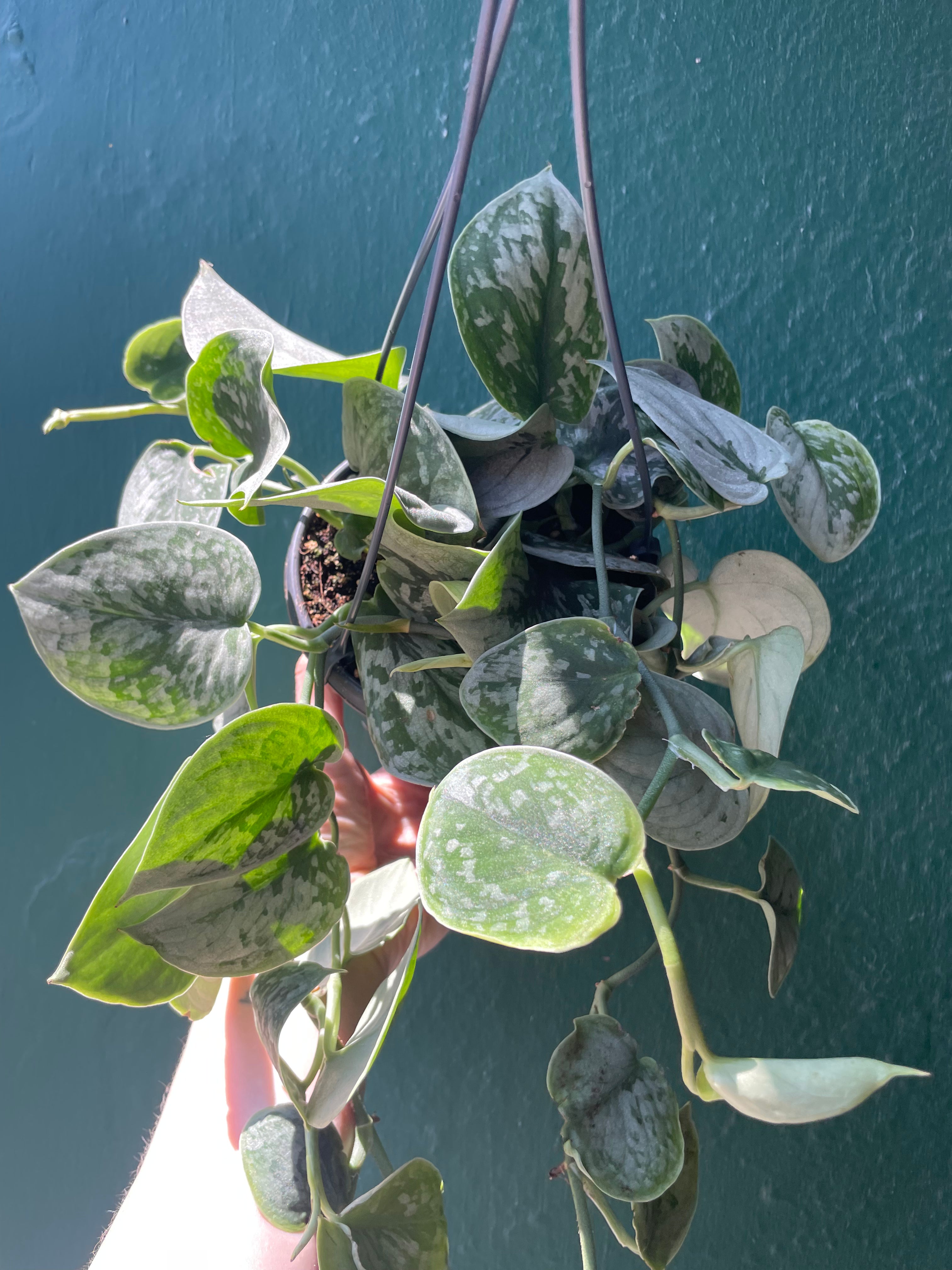Scindapsus pictus &