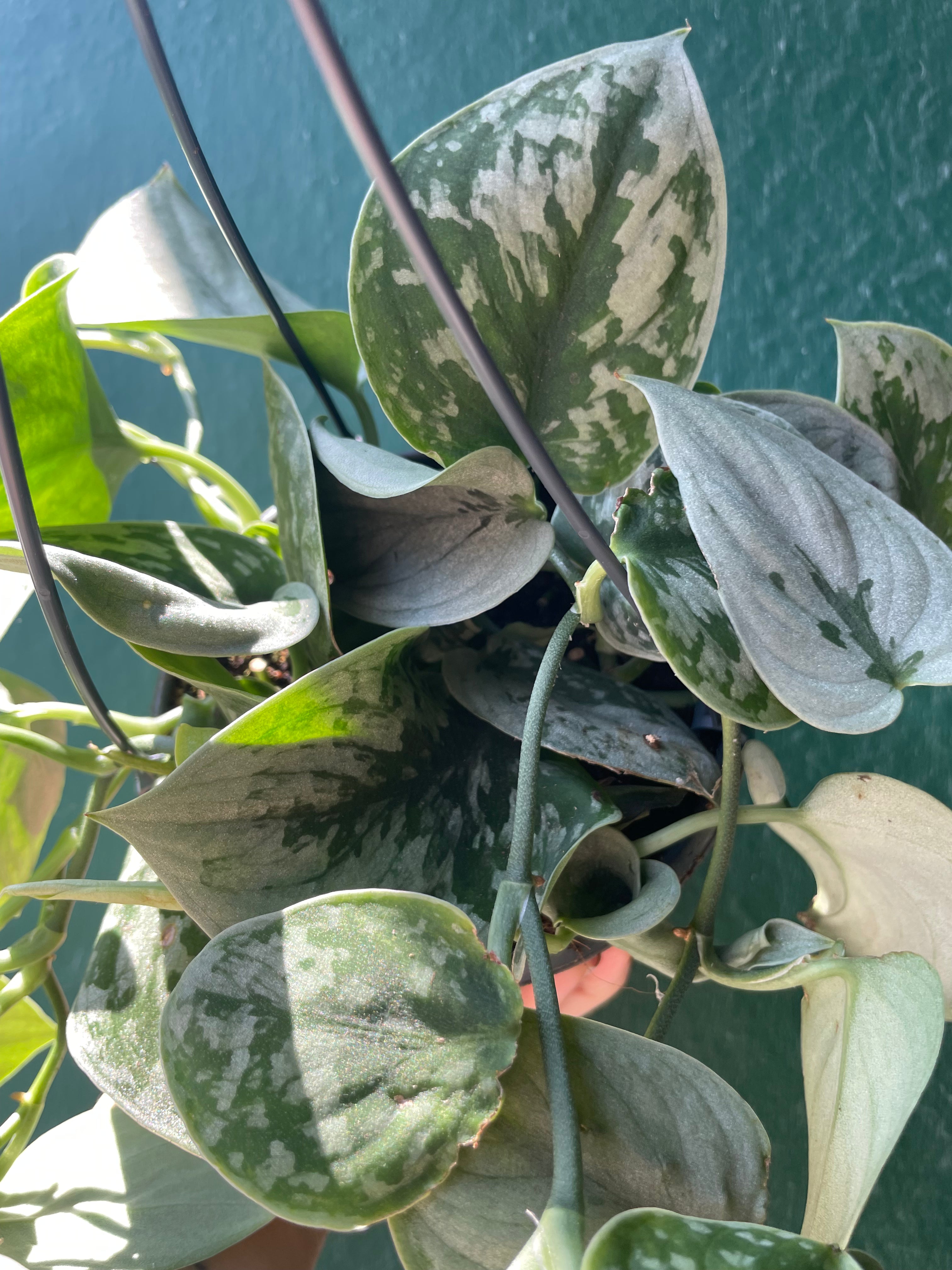 Scindapsus pictus &