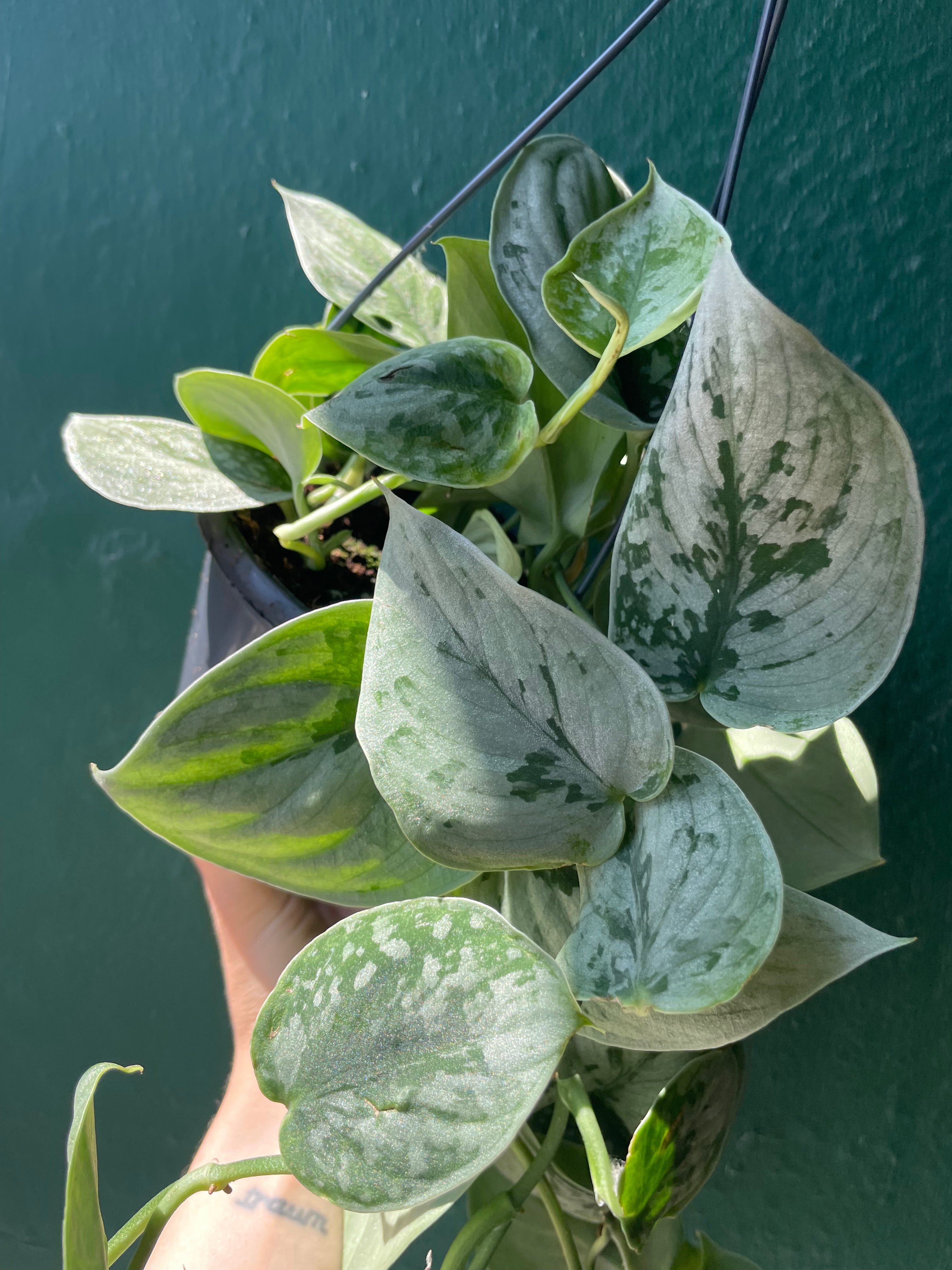 Scindapsus pictus &