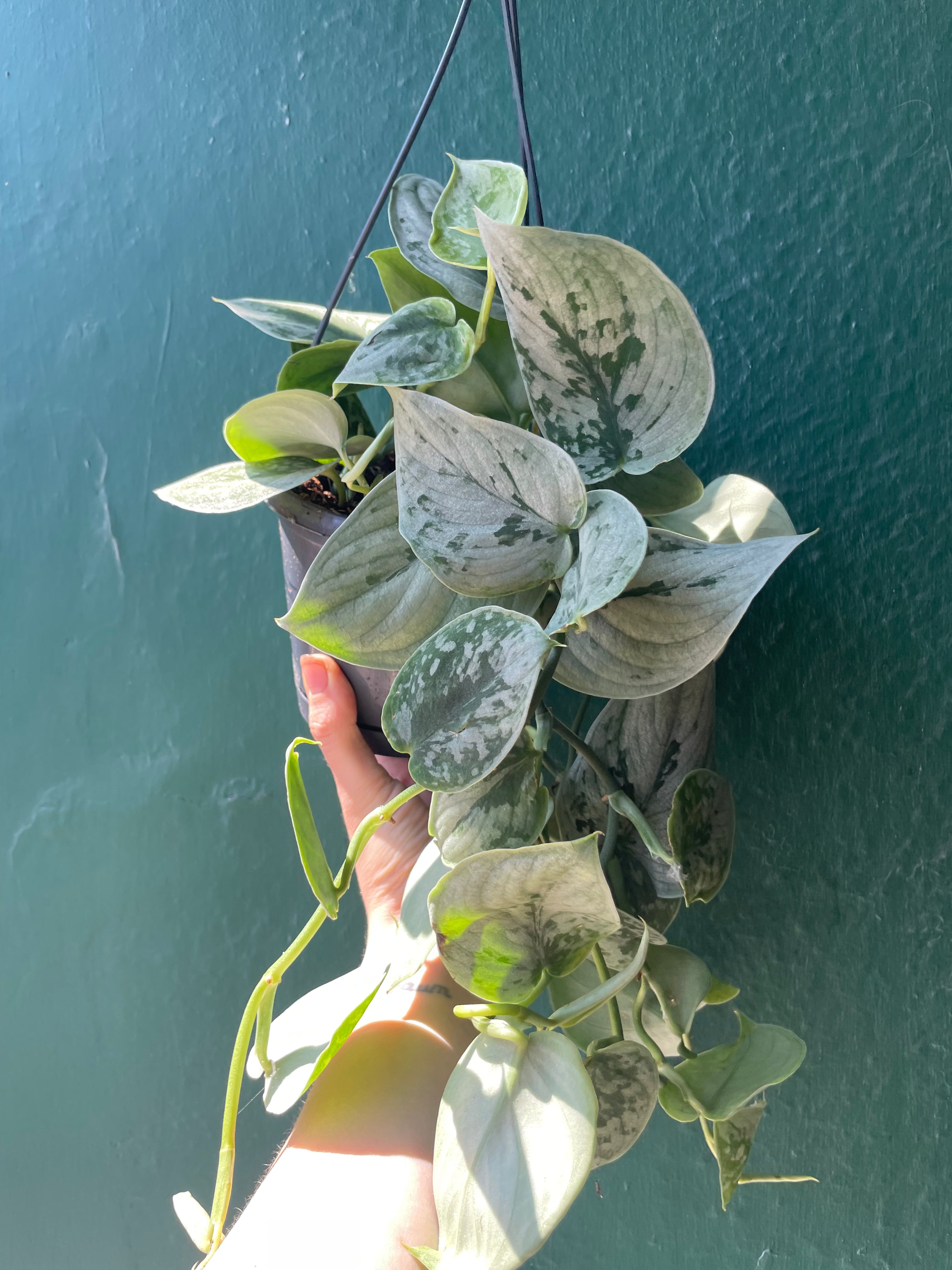 Scindapsus pictus &