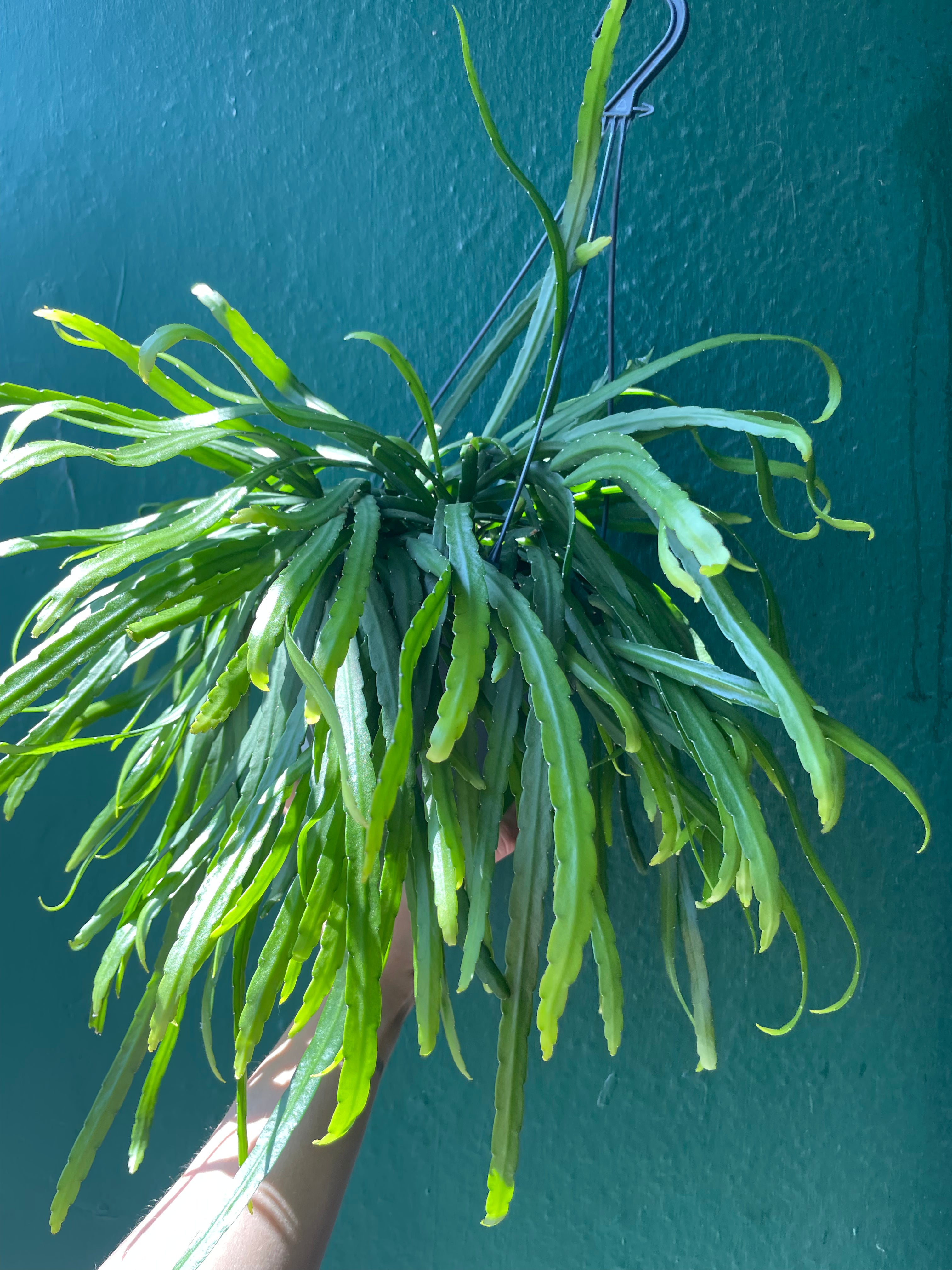 Lepismium bolivianum (Jungle cactus)