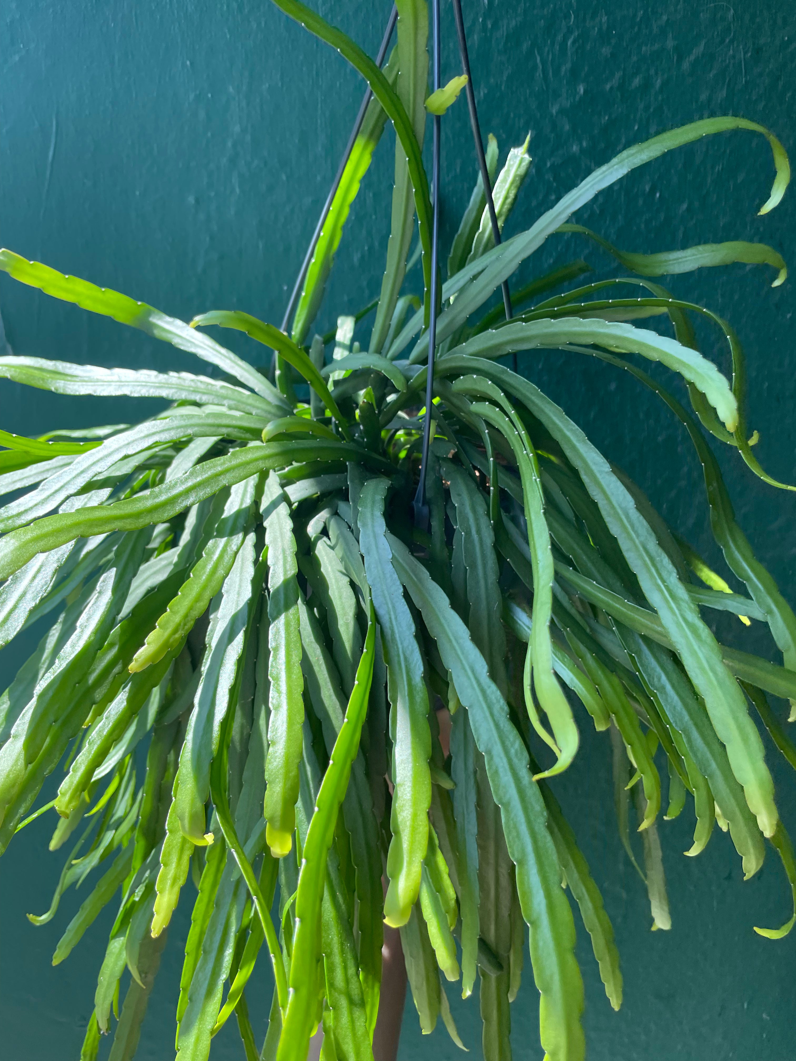 Lepismium bolivianum (Jungle cactus)