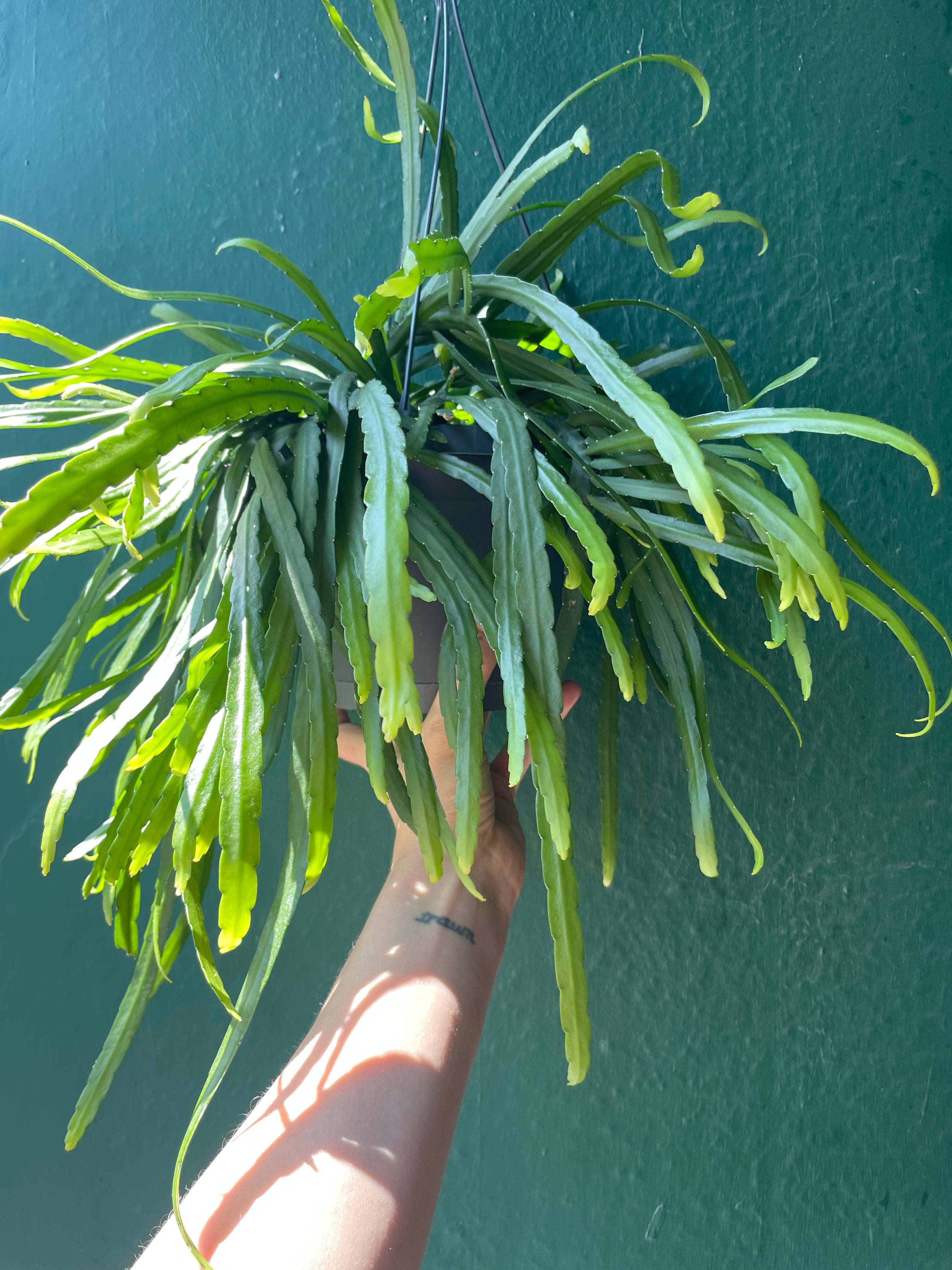 Lepismium bolivianum (Jungle cactus)