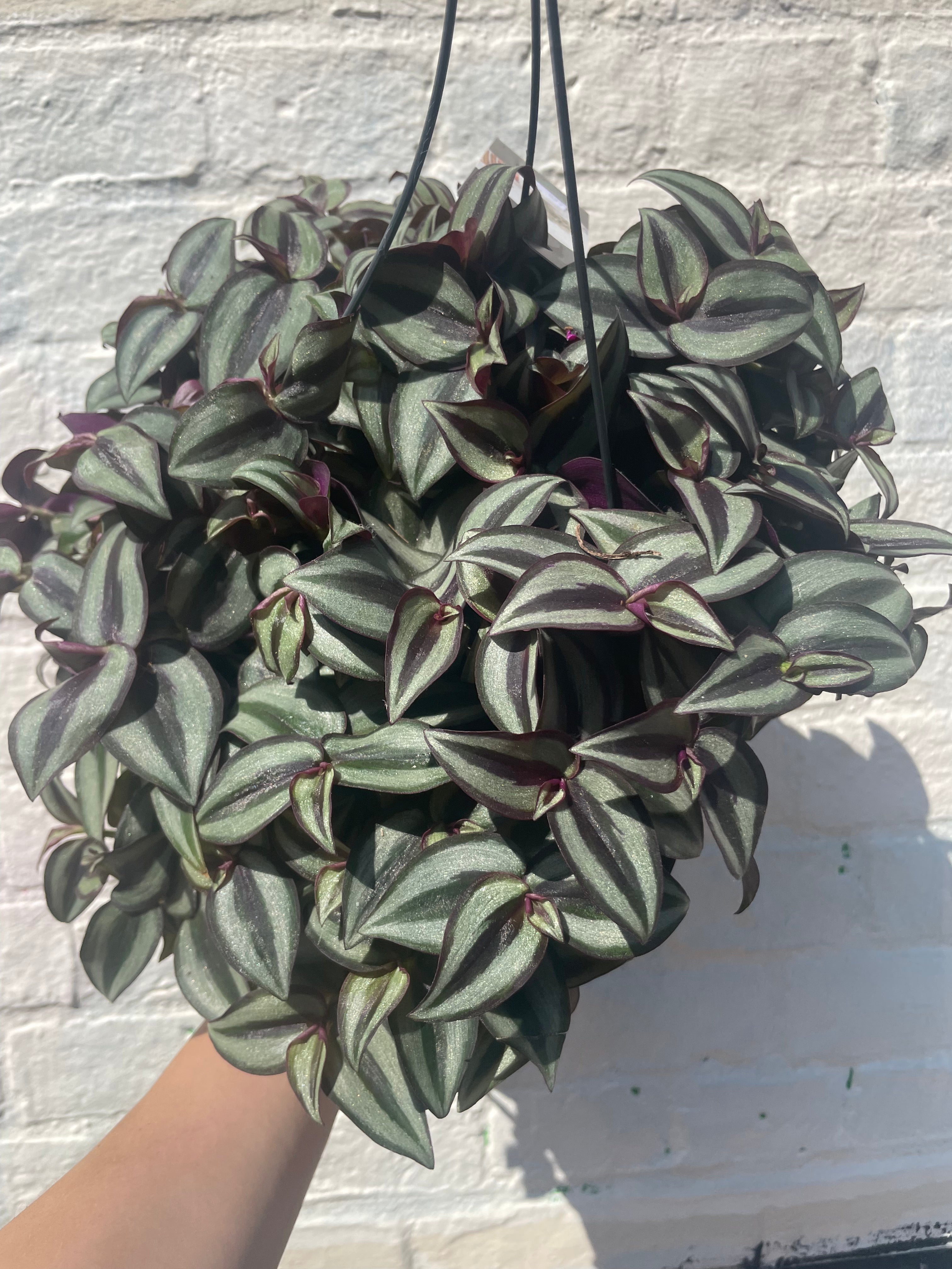Tradescantia purpusii (Inch plant/ Wandering Dude)