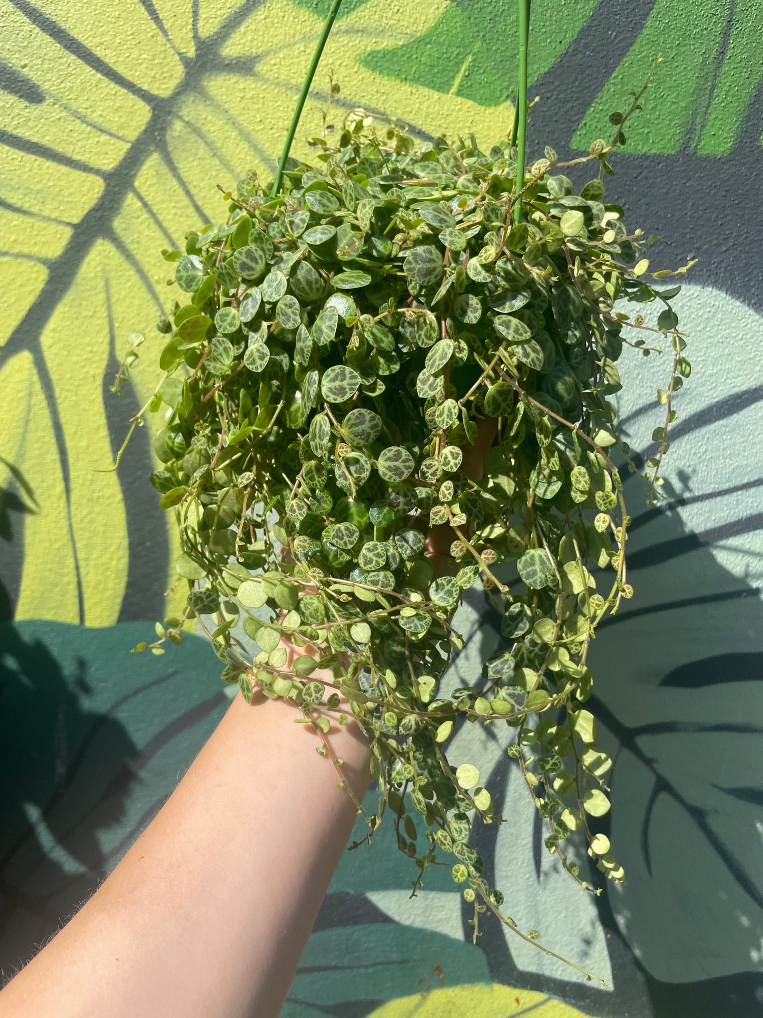 Peperomia prostrata (String of Turtles) Various sizes