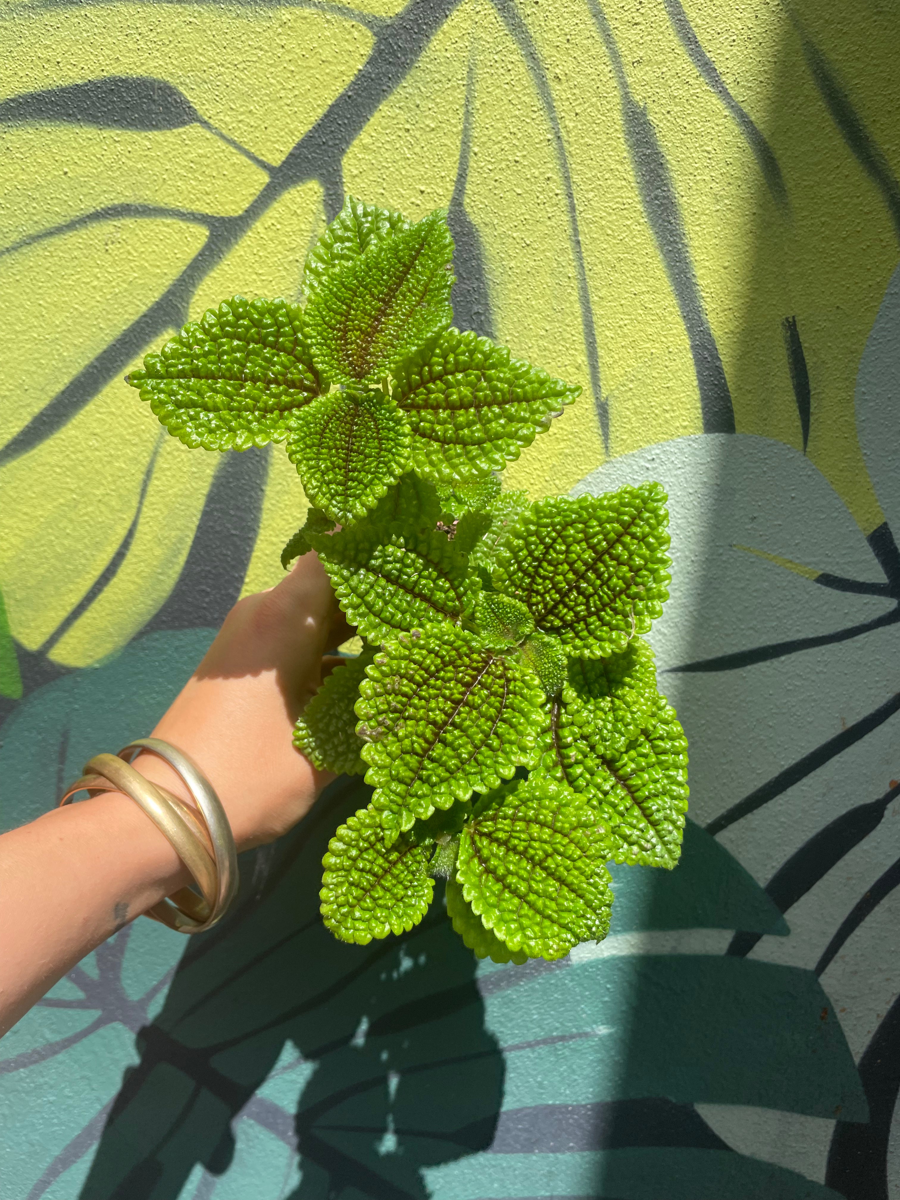 Pilea involucrata &