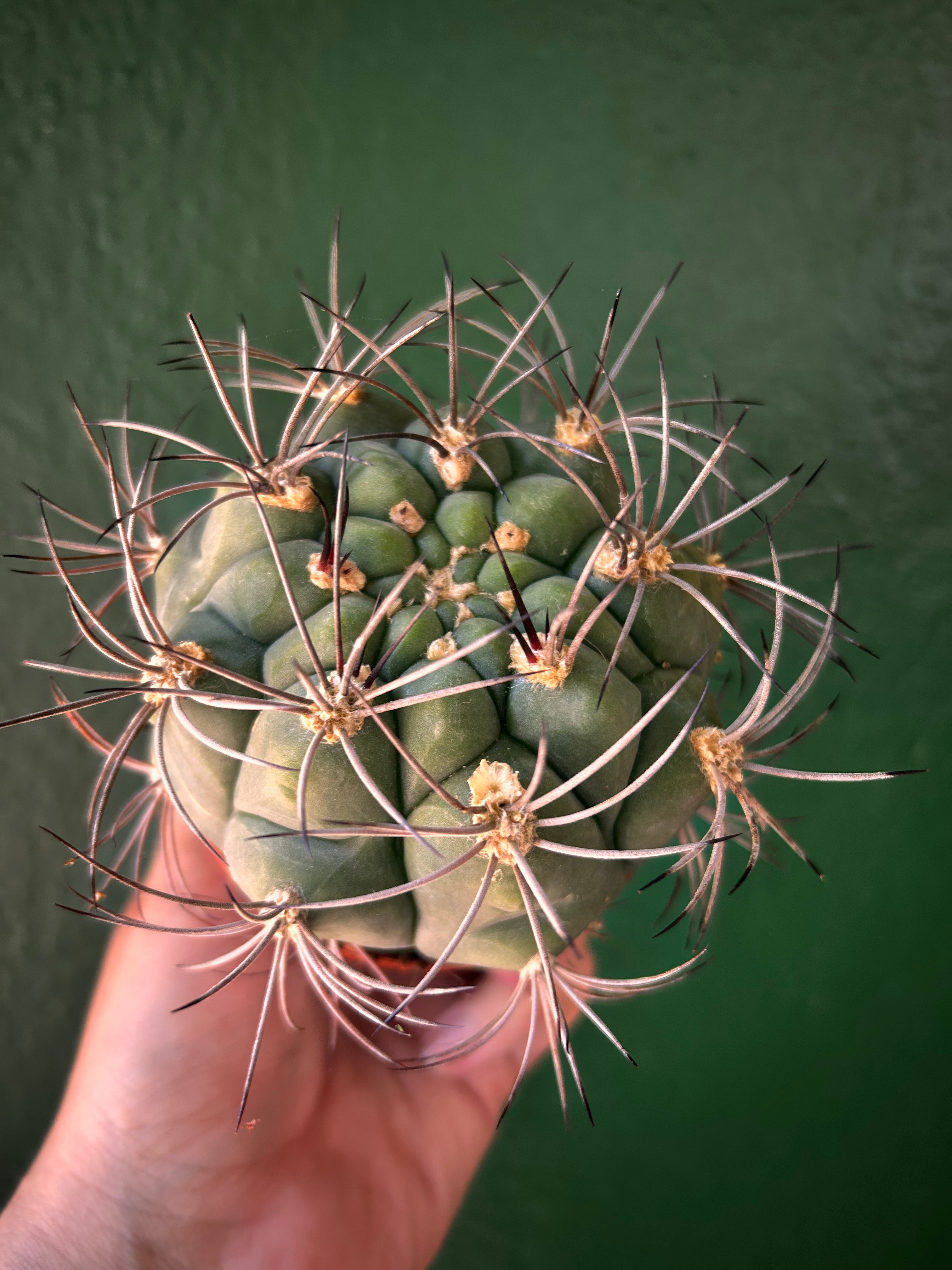 Gymnocalycium Saglyonis &