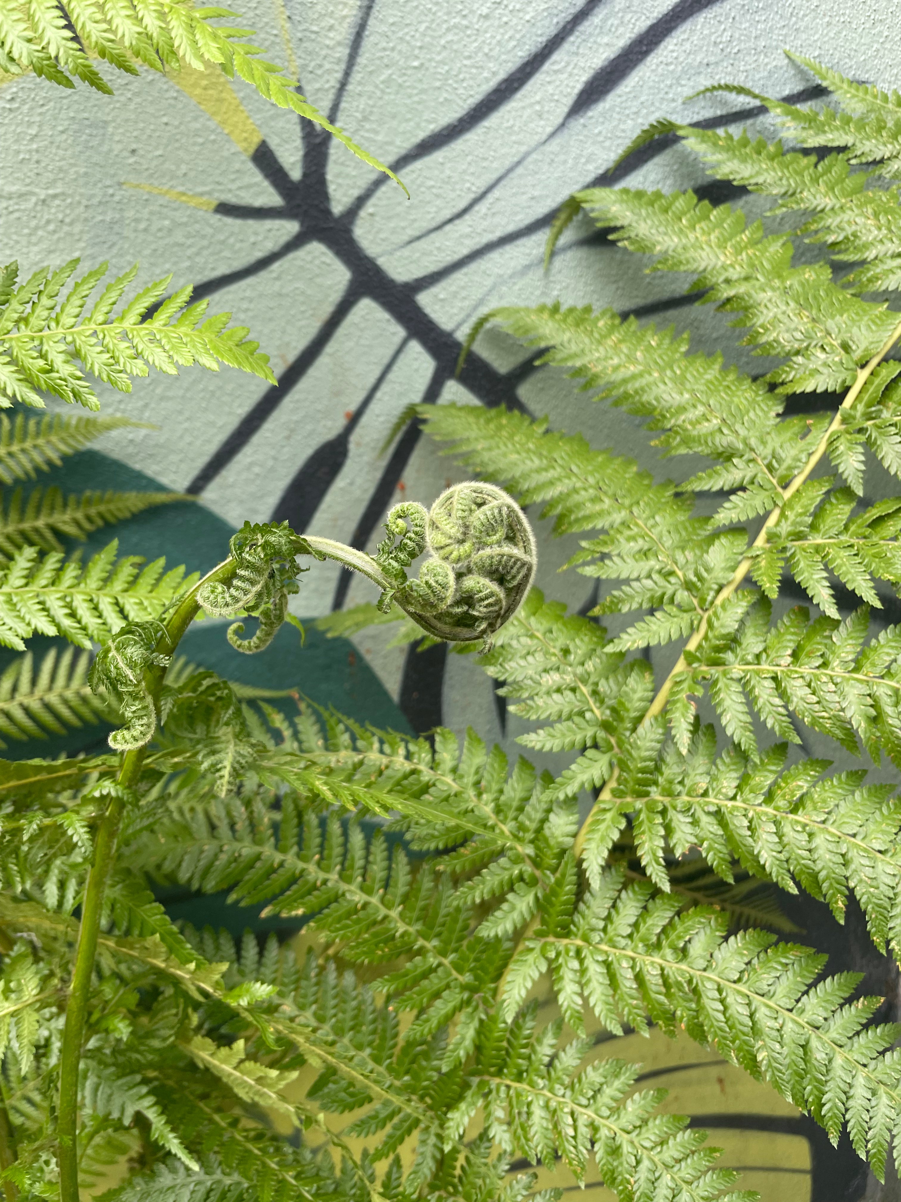Dicksonia antarctica (New Zealand Tree fern)