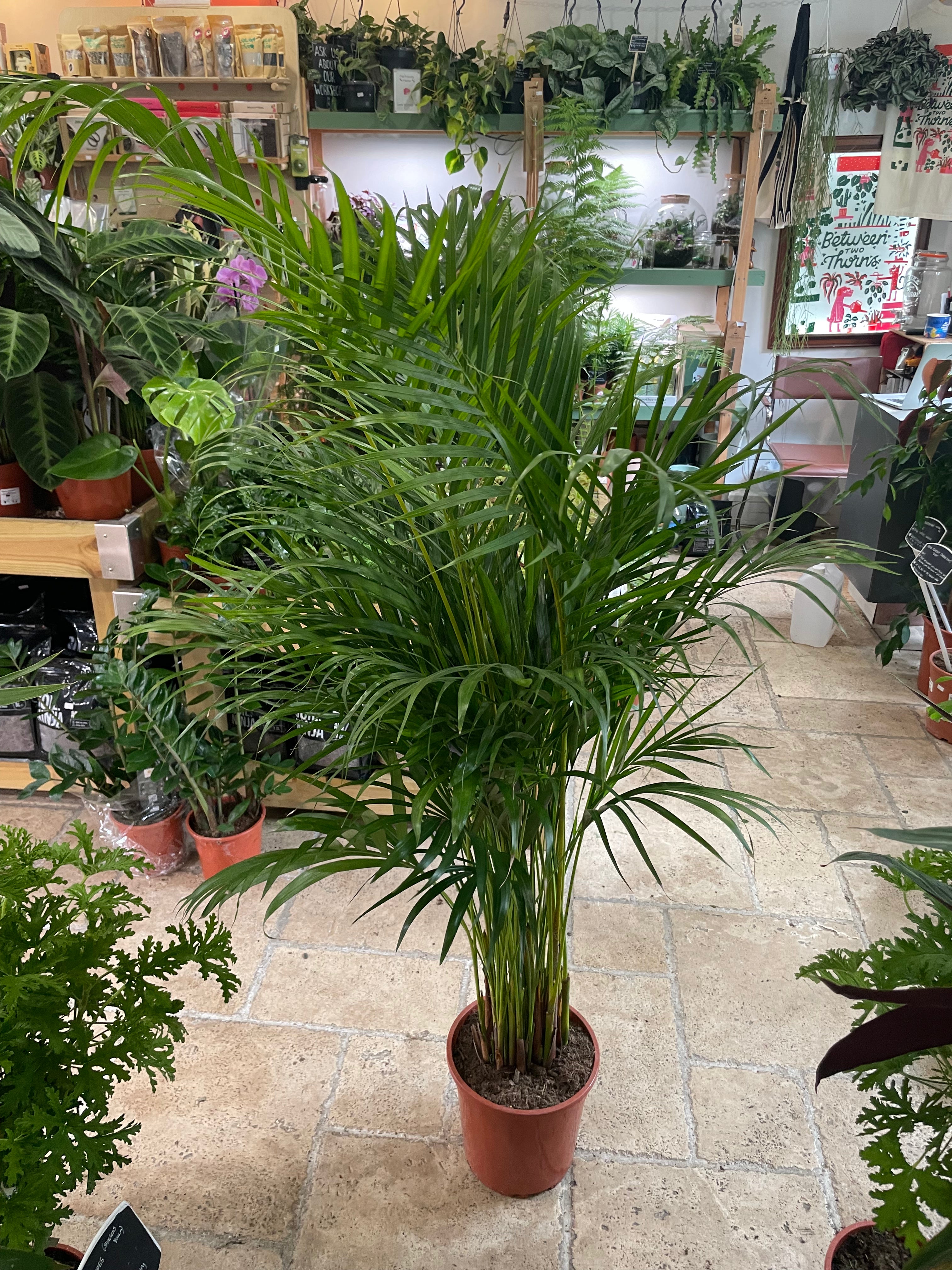 Dypsis lutescens (Areca palm/ Butterfly palm)