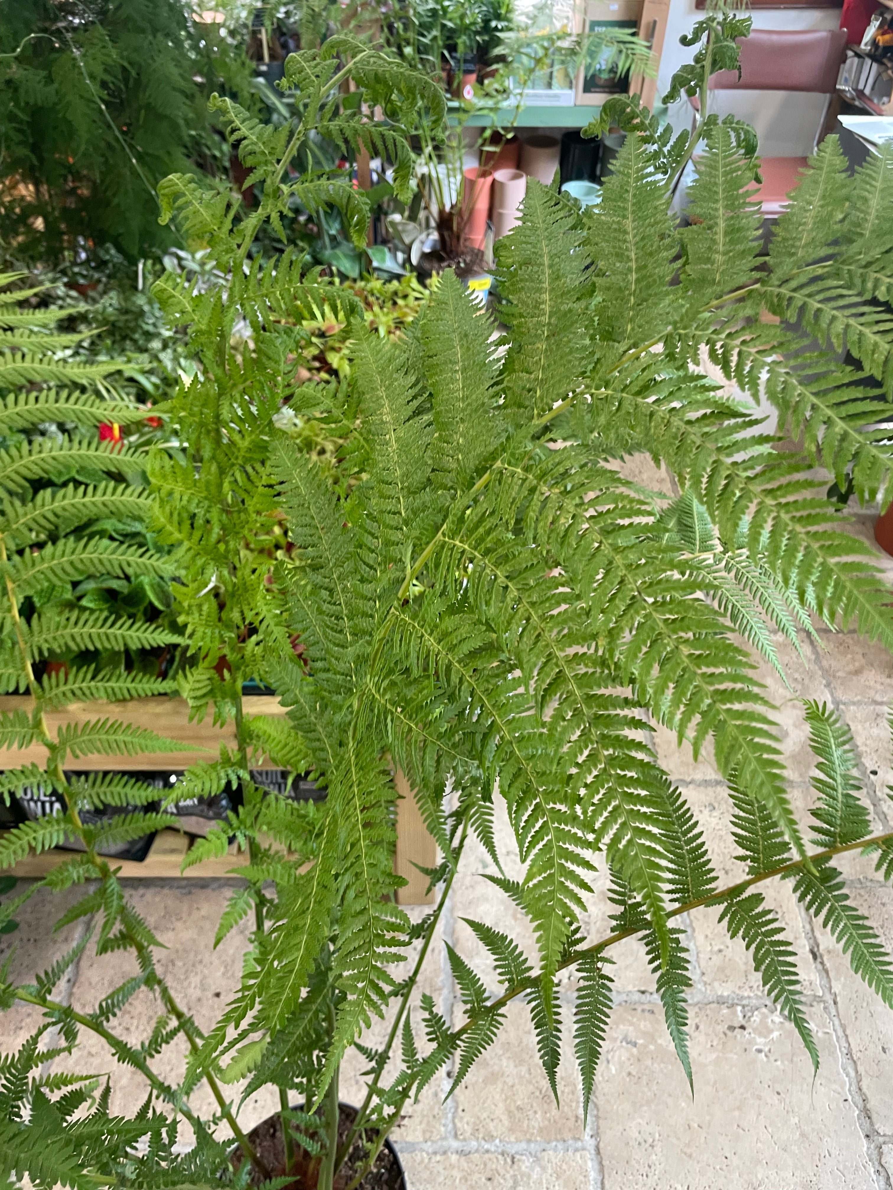 Dicksonia antarctica (New Zealand Tree fern)