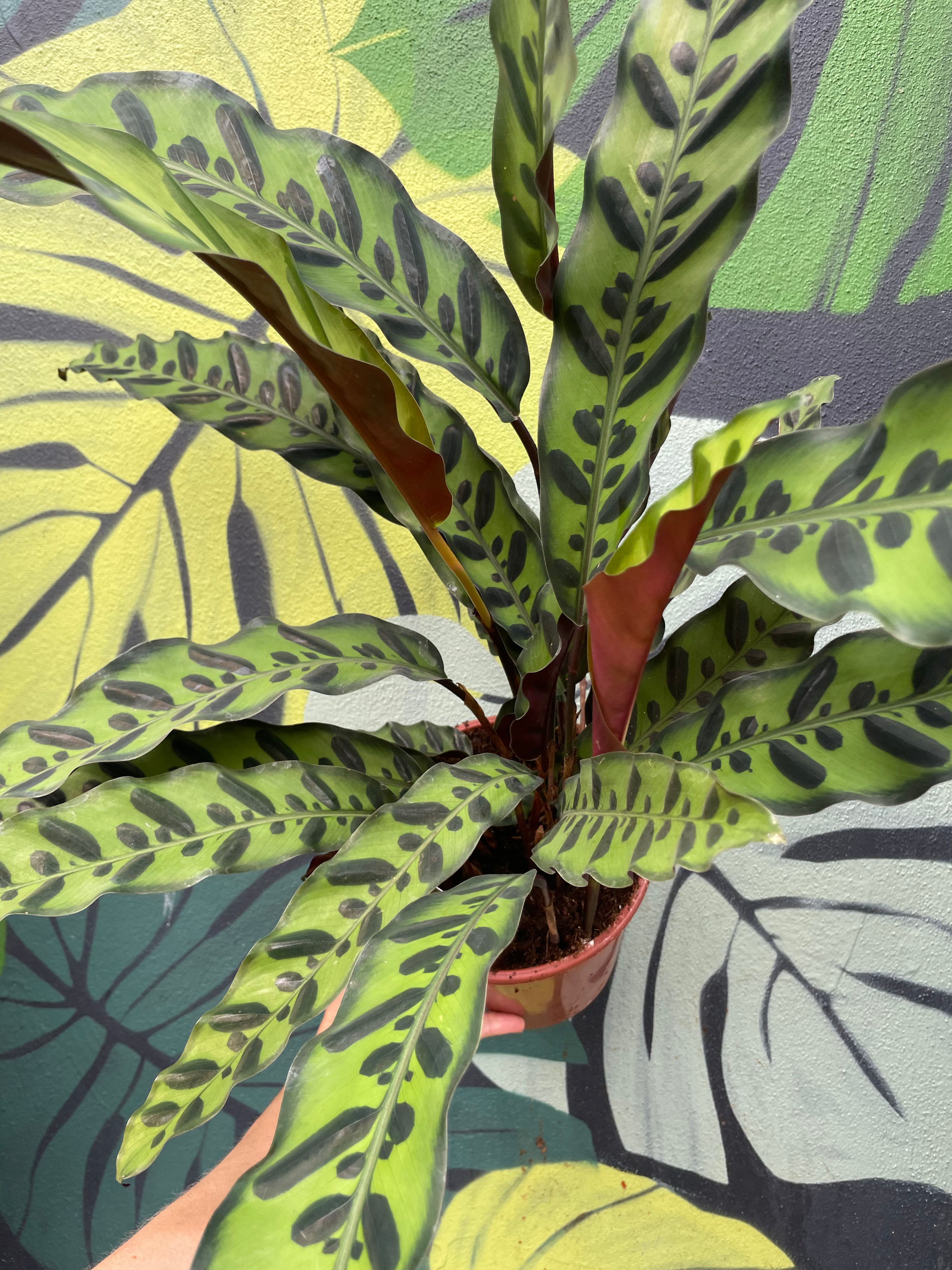 Goeppertia insignis syn. Calathea lancifolia (Rattlesnake plant/ Prayer Plant)