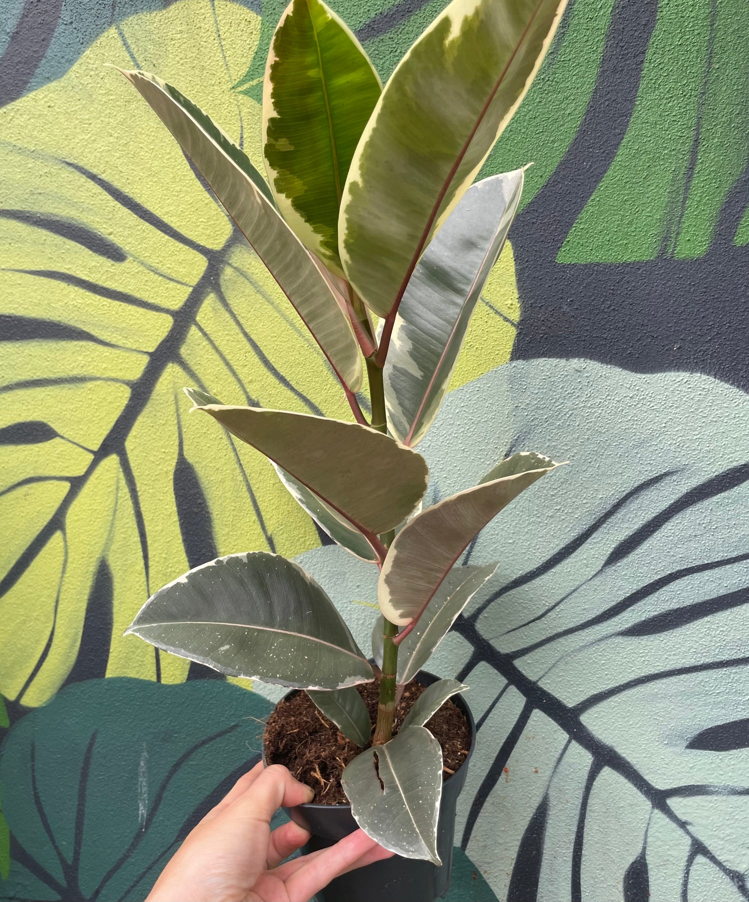 Ficus elastica (Rubber Plant) -5 varieties available