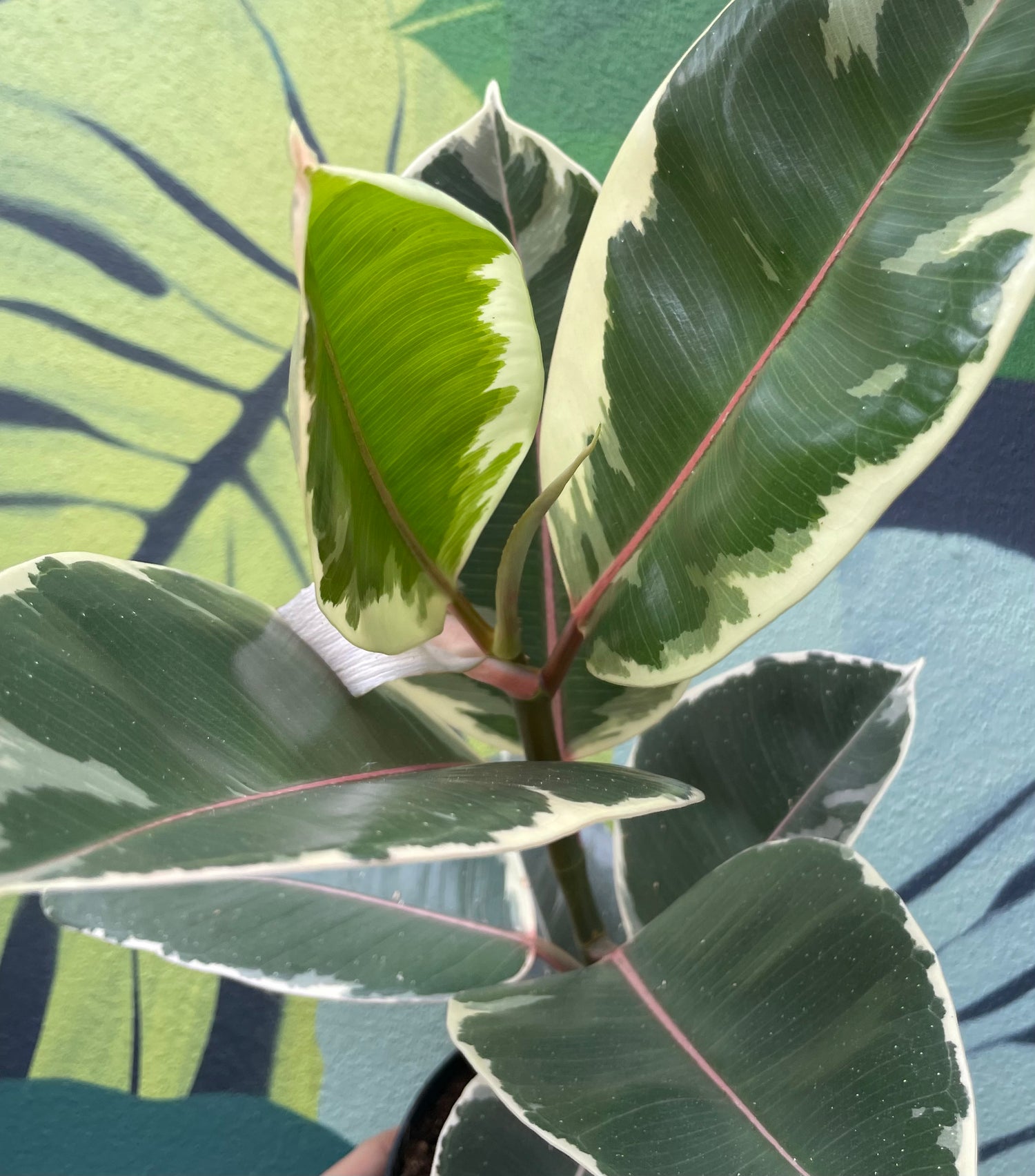 Ficus elastica (Rubber Plant) -5 varieties available