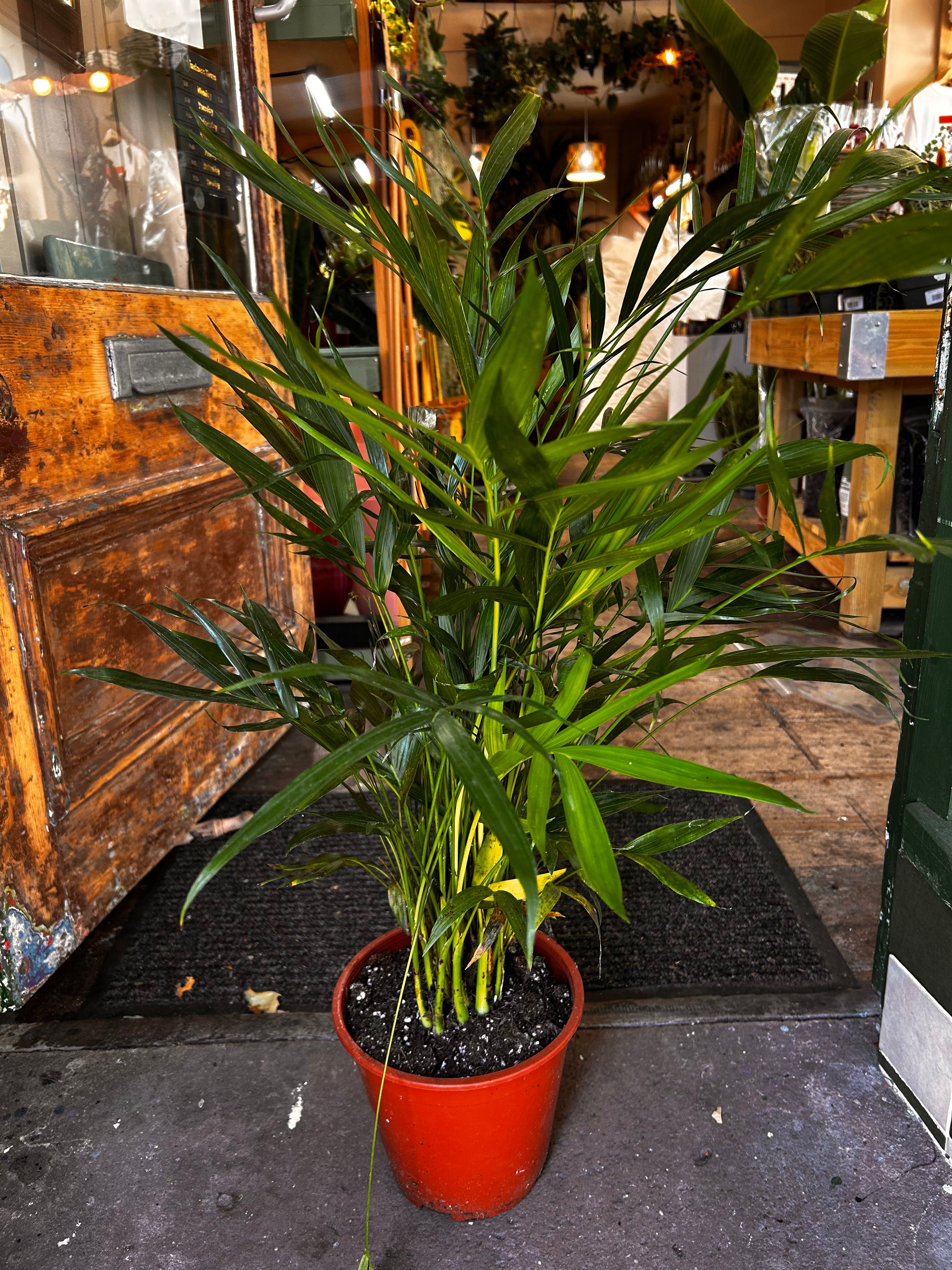 Chamaedorea Cataractarum (Cascade/Cat palm)