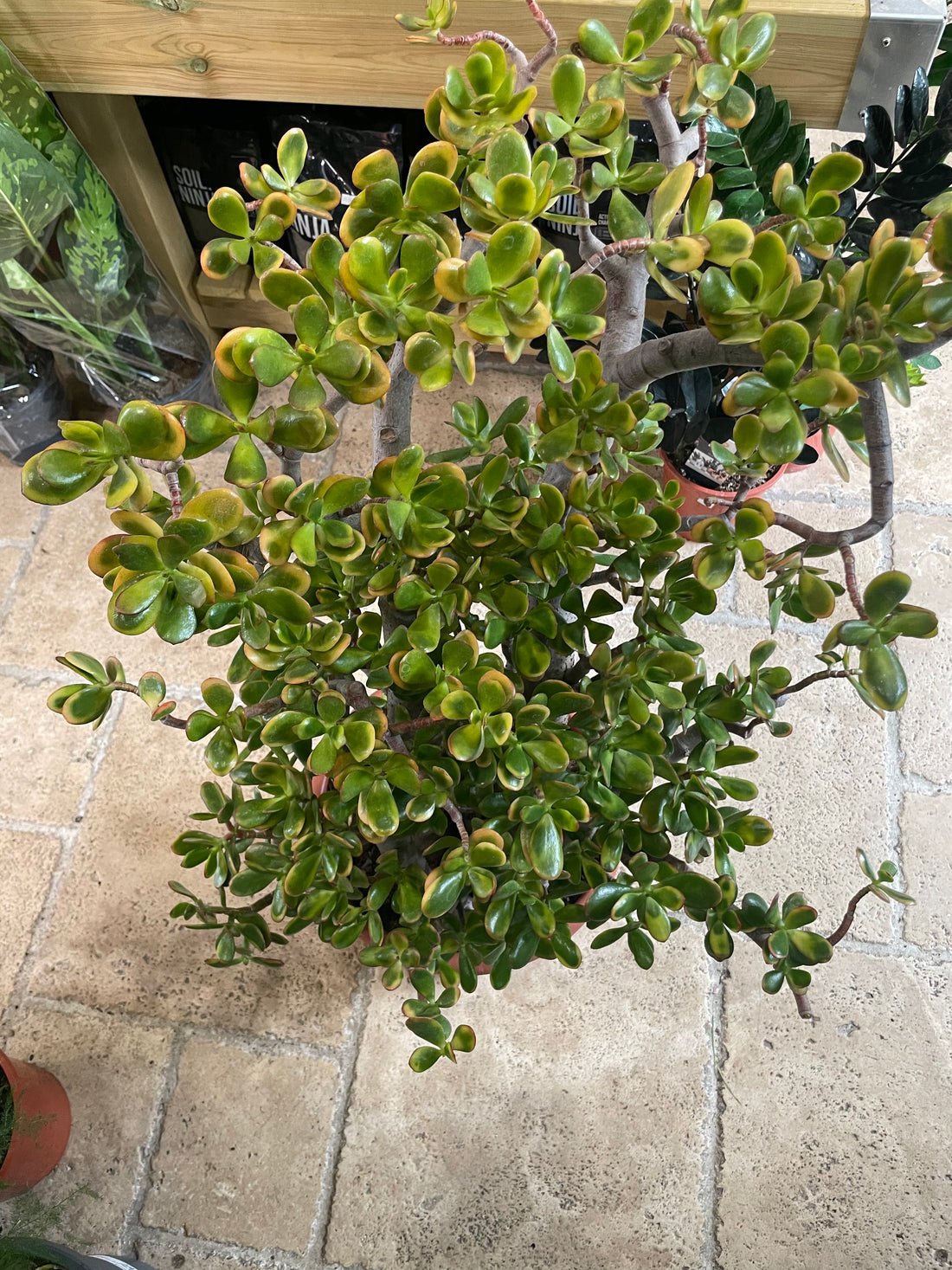 Crassula ovata &