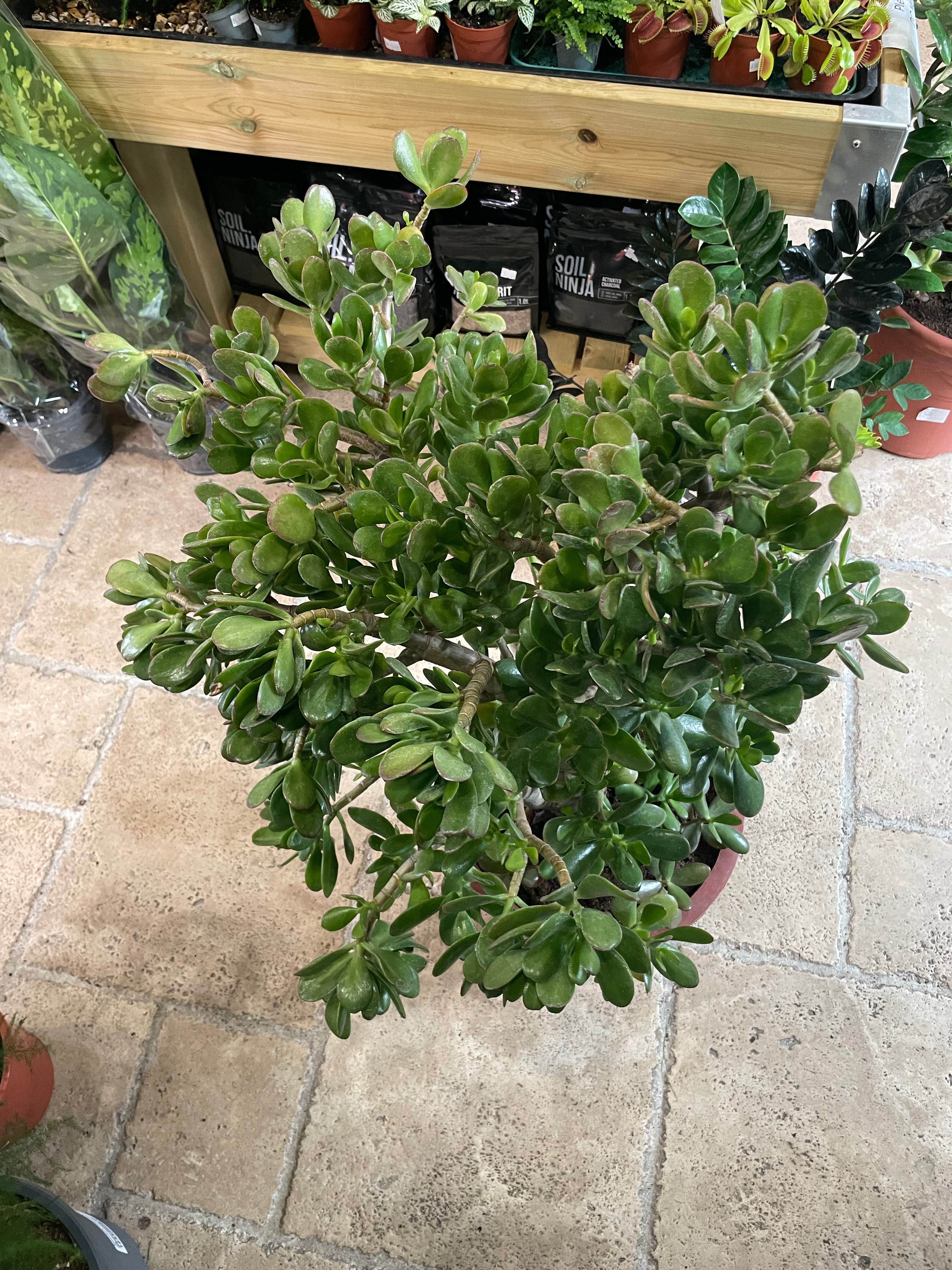 Crassula ovata (Jade plant/Succulent)