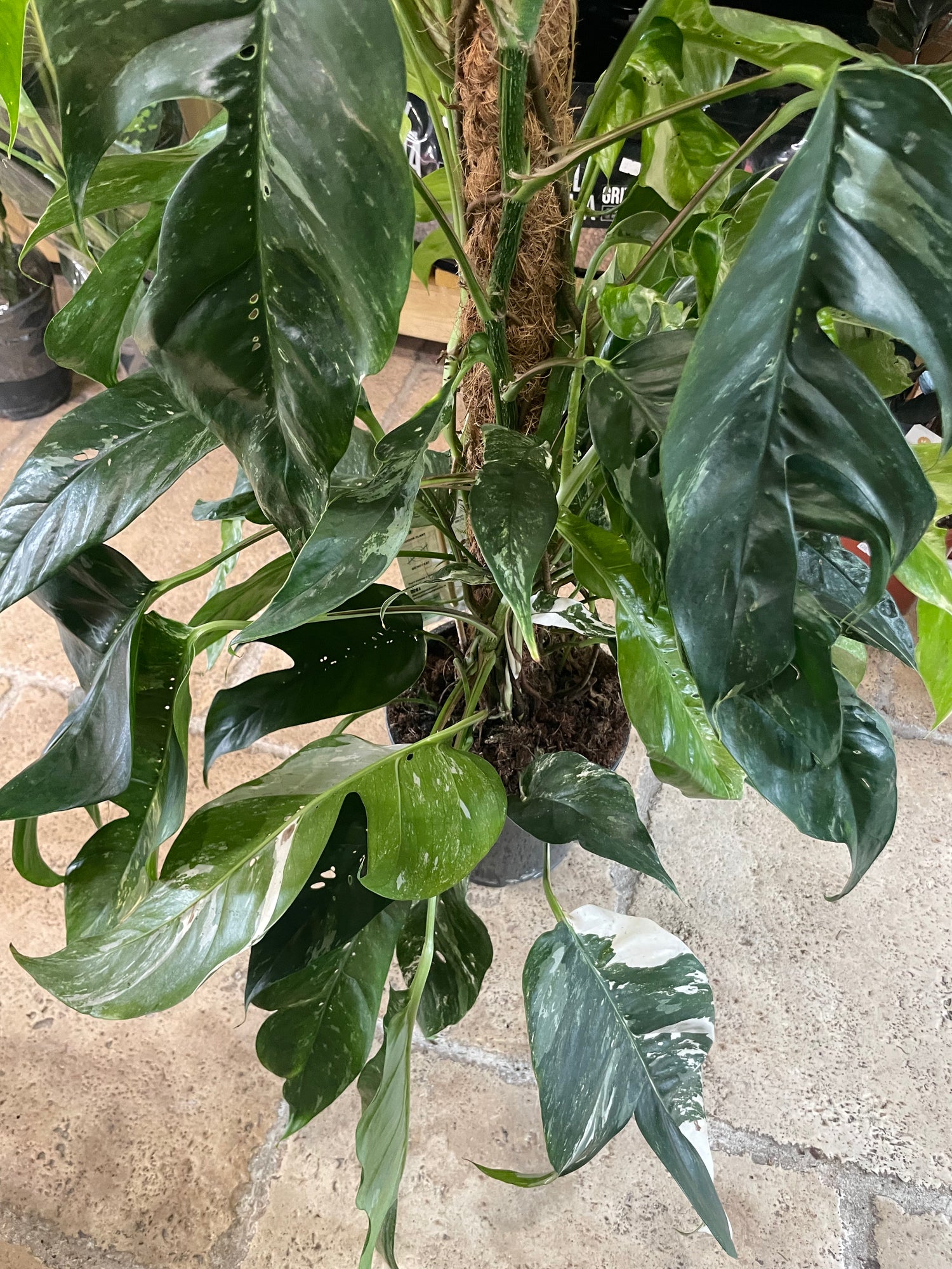 Epipremnum pinnatum &