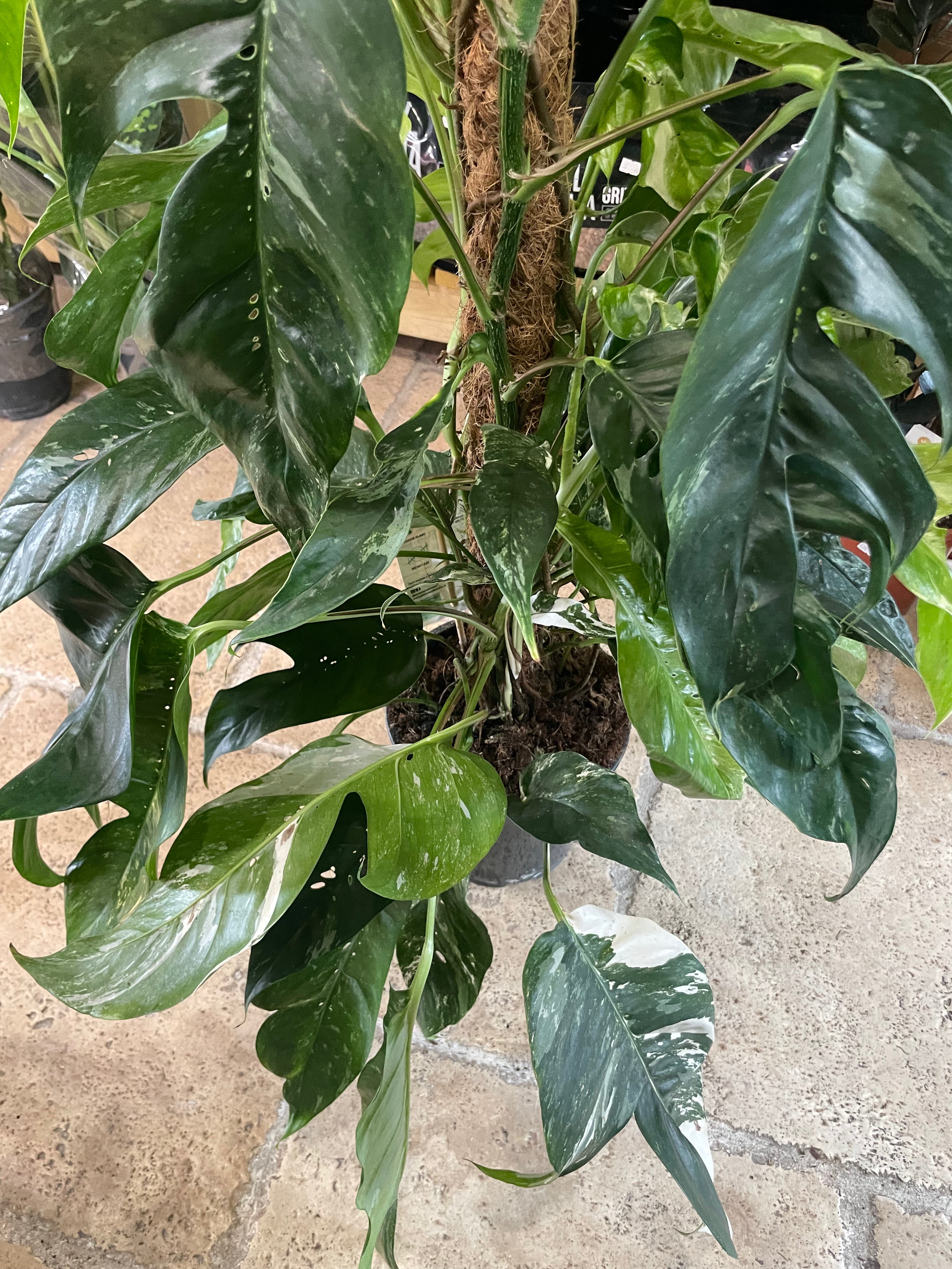 Epipremnum pinnatum &