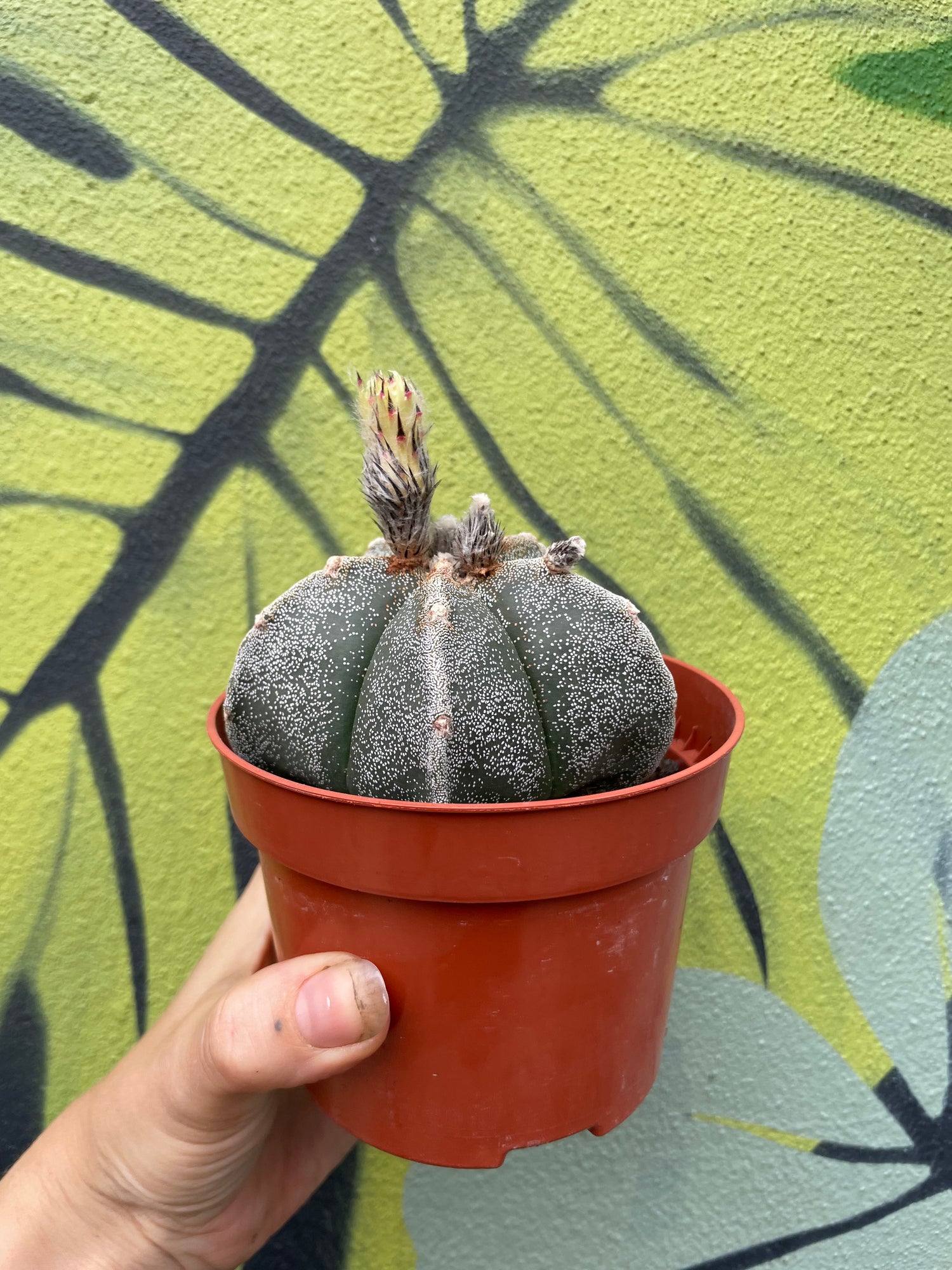 Astrophytum myriostigma (Bishop’s Mitre/Star Cactus)