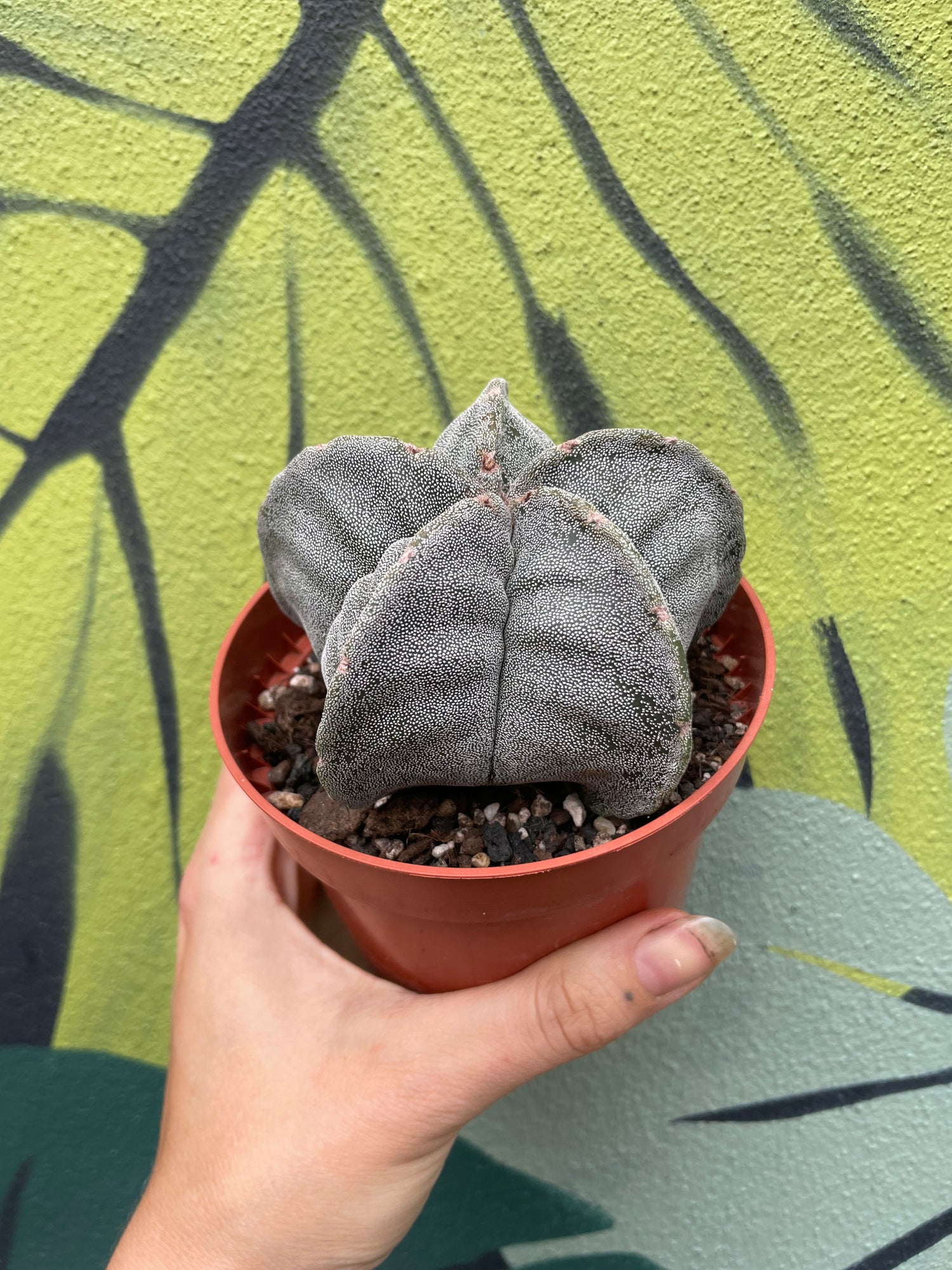 Astrophytum myriostigma (Bishop’s Mitre/Star Cactus)