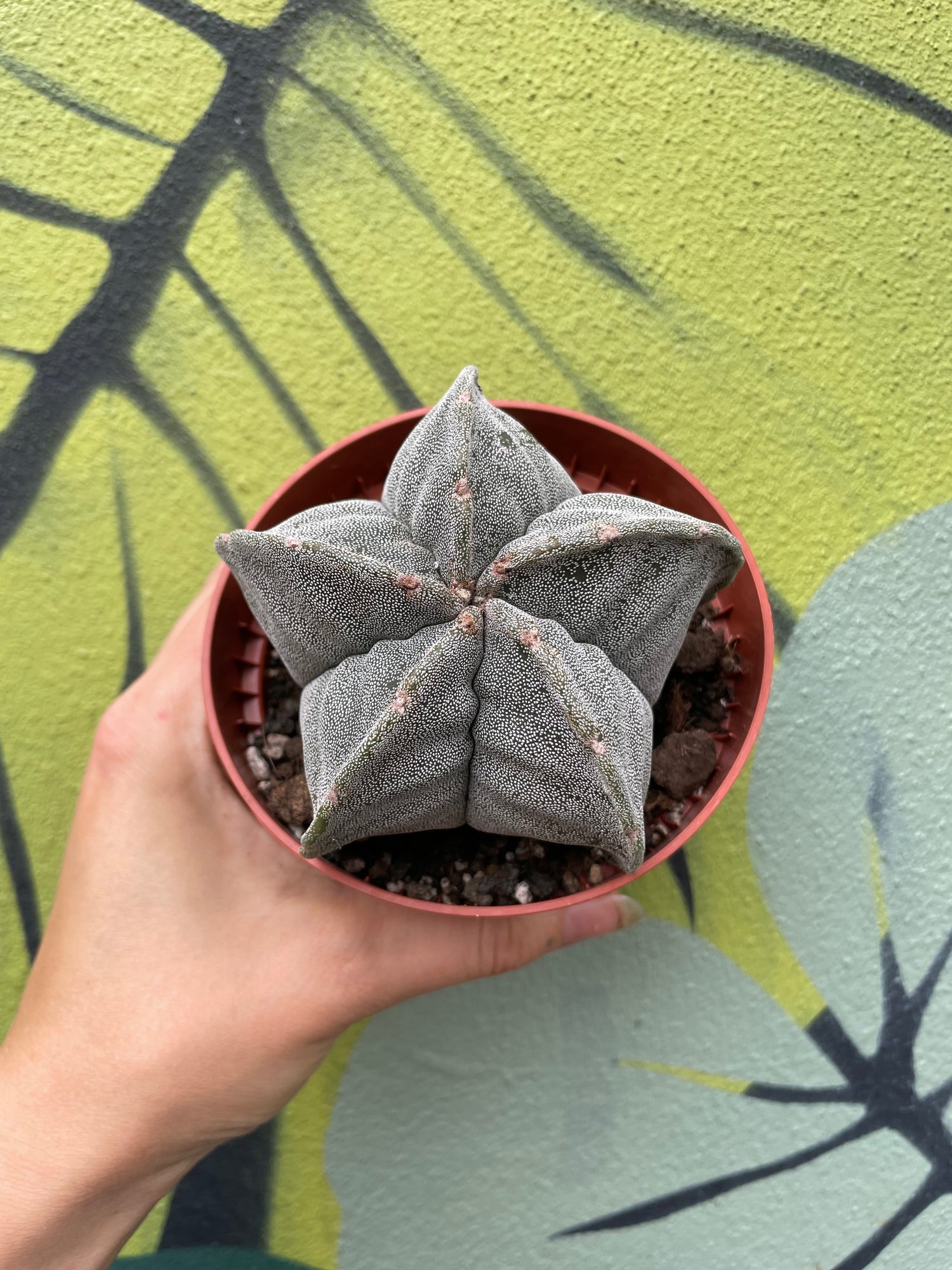Astrophytum myriostigma (Bishop’s Mitre/Star Cactus)