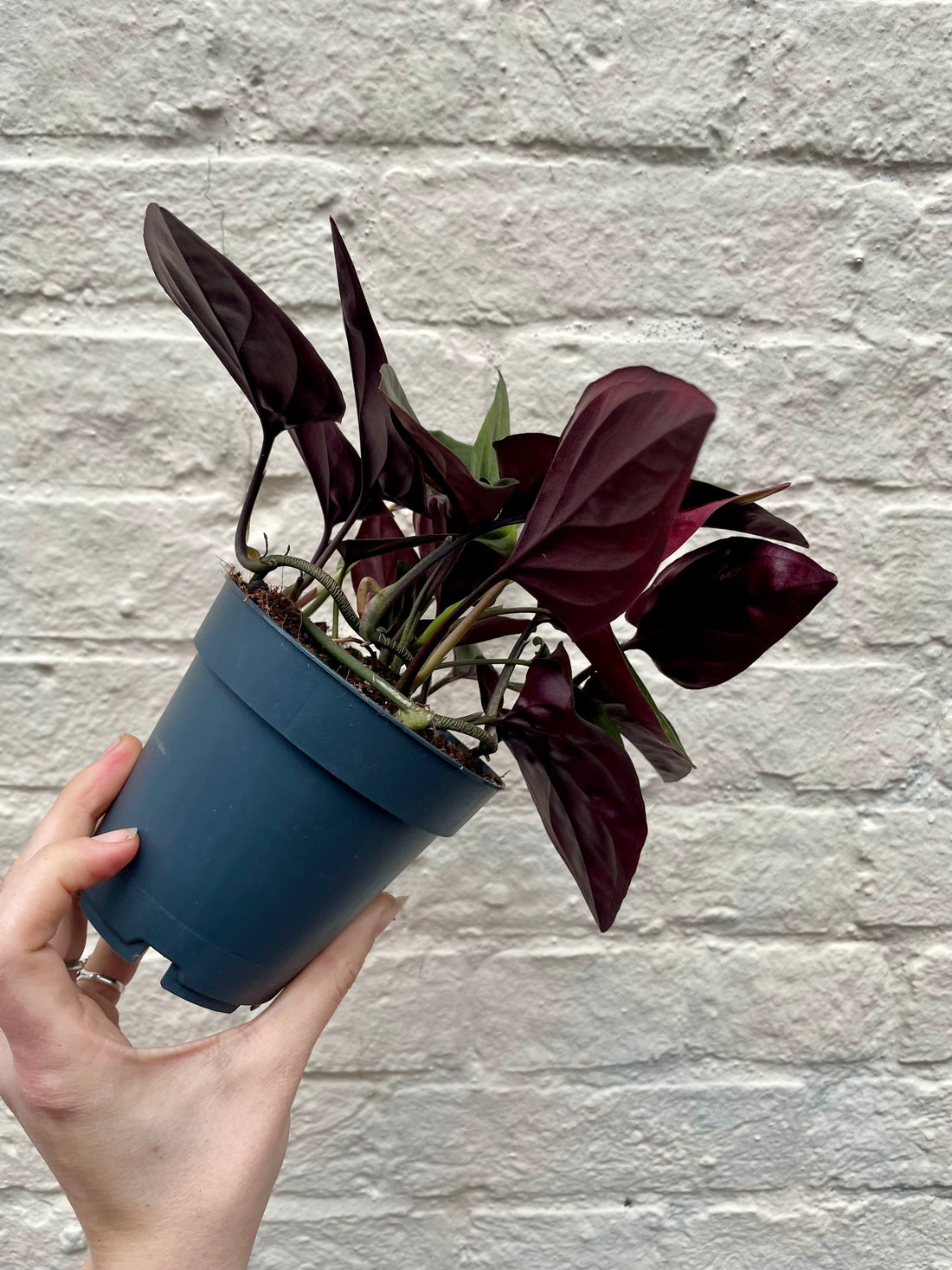 Syngonium erythrophyllum &