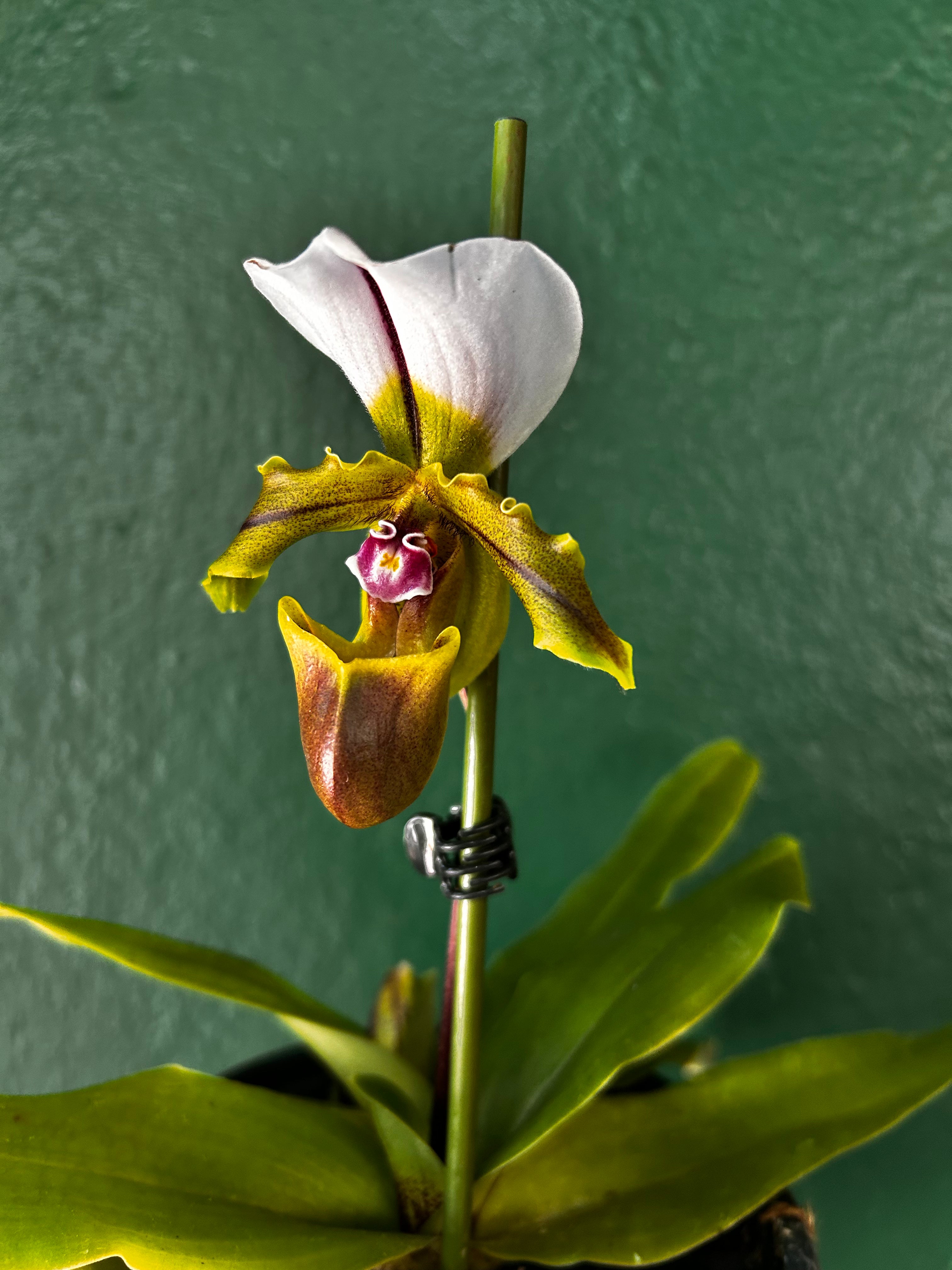 Paphiopedilum Spicerianum (Spicer&