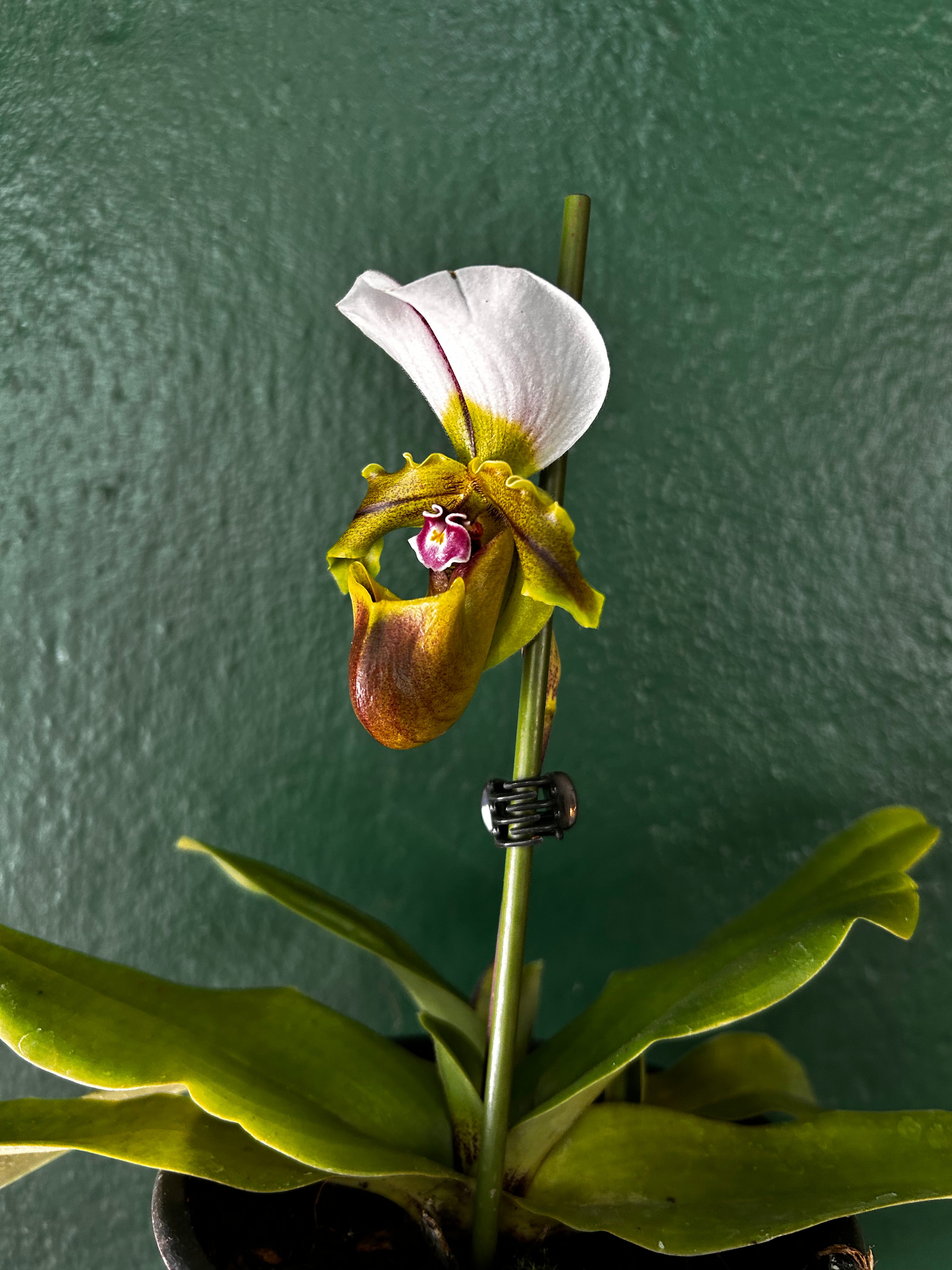 Paphiopedilum Spicerianum (Spicer&