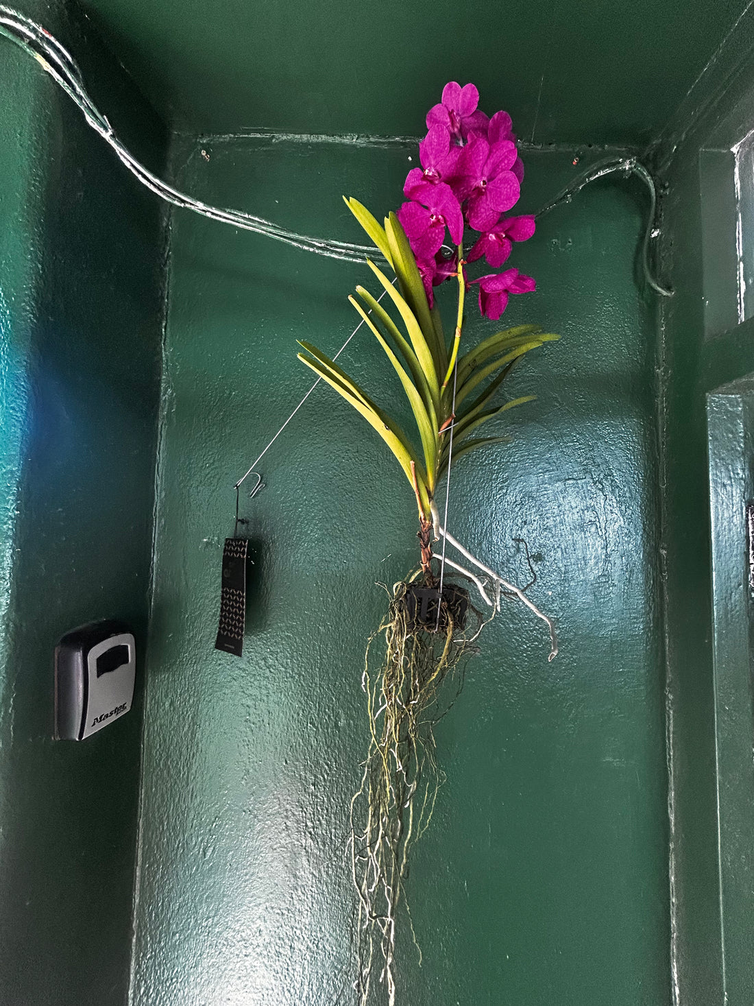 Vanda Kanchana Magic Blue Orchid (Vanda)