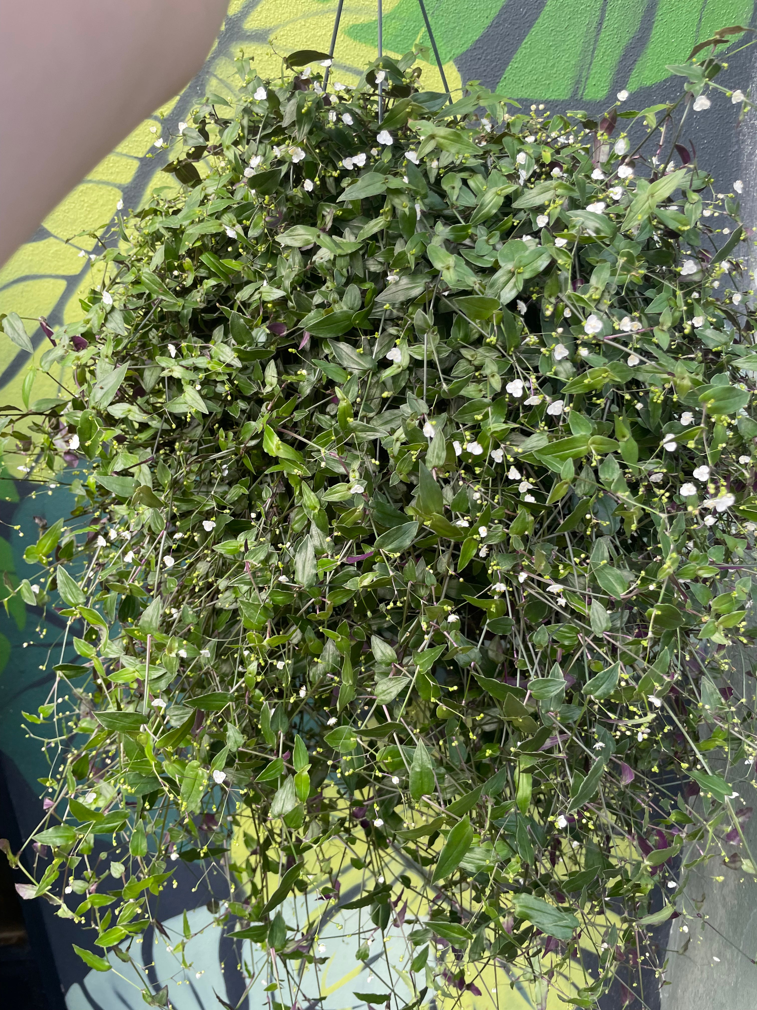 Tradescantia multiflora (Tahitian Bridal Veil)