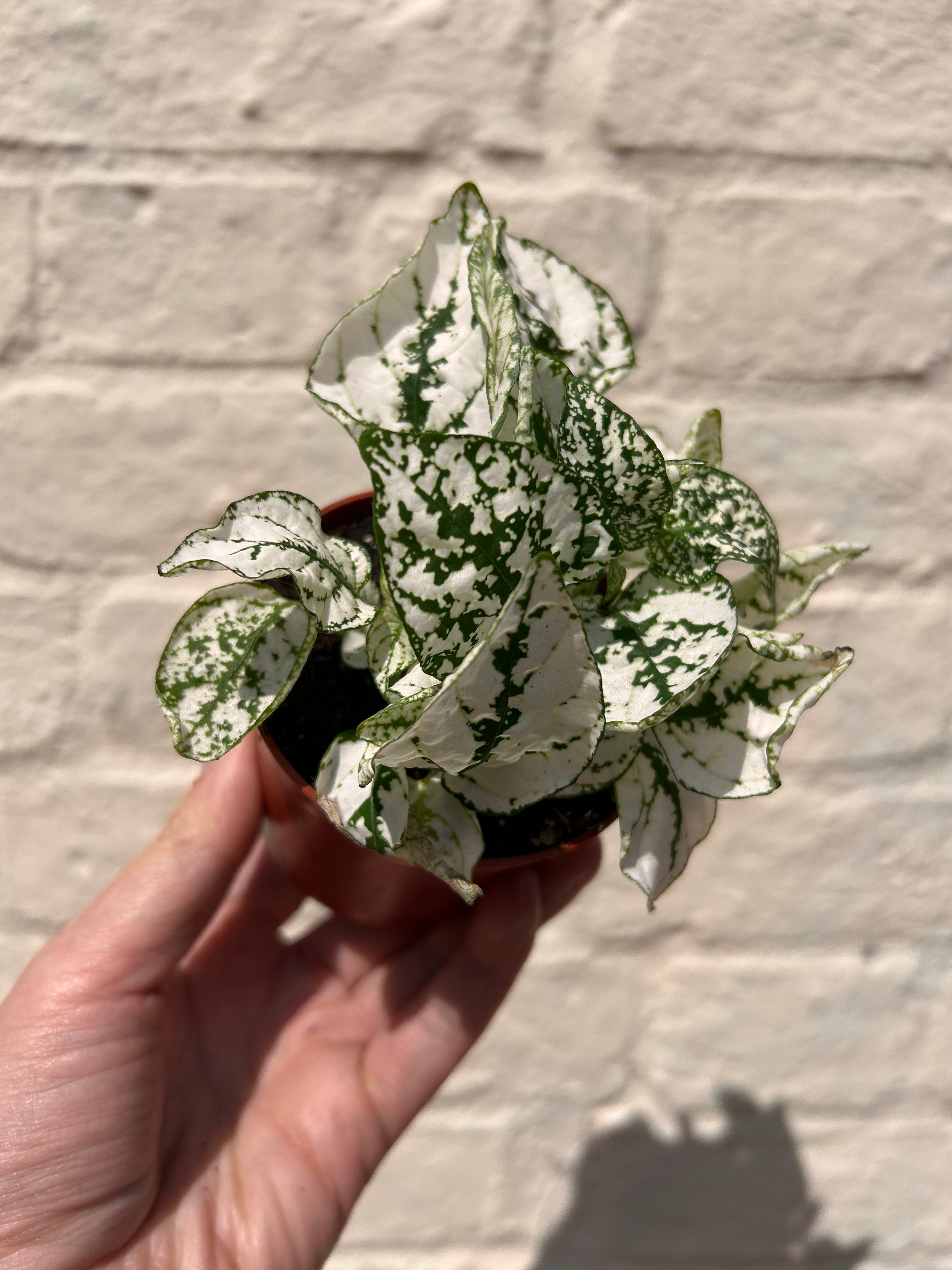 Hypoestes phyllostachya (Polka dot plant)