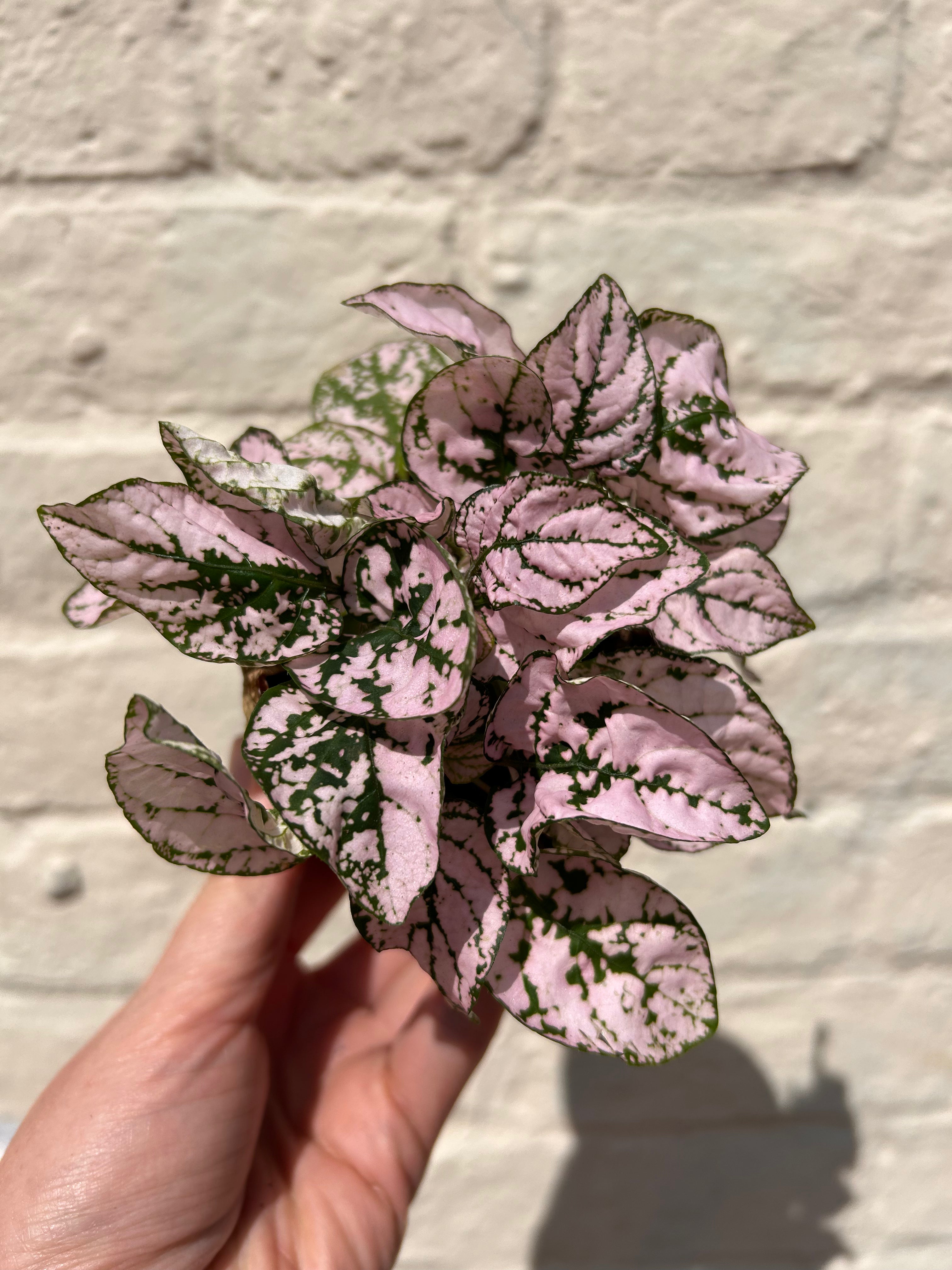 Hypoestes phyllostachya (Polka dot plant)