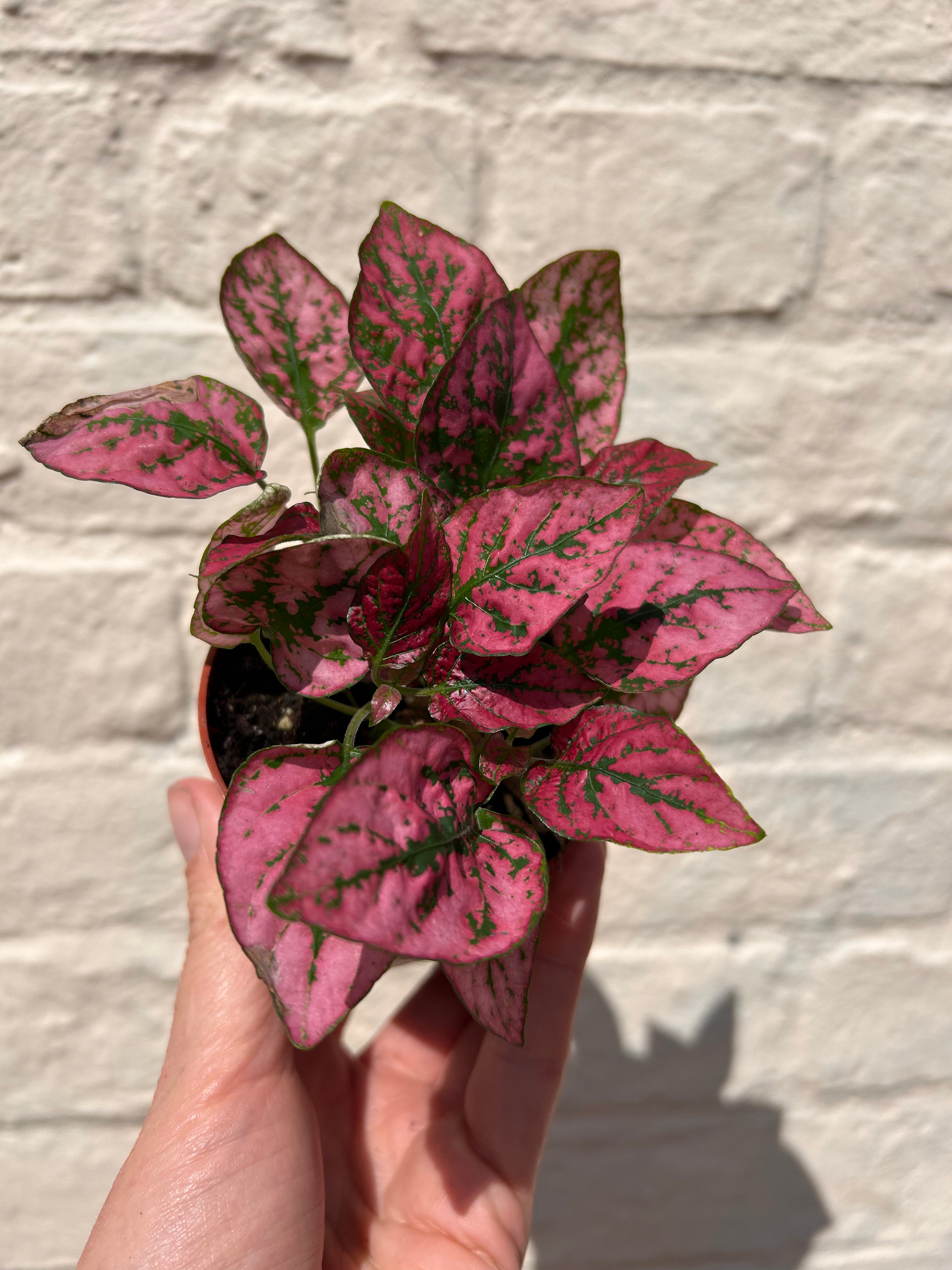 Hypoestes phyllostachya (Polka dot plant)