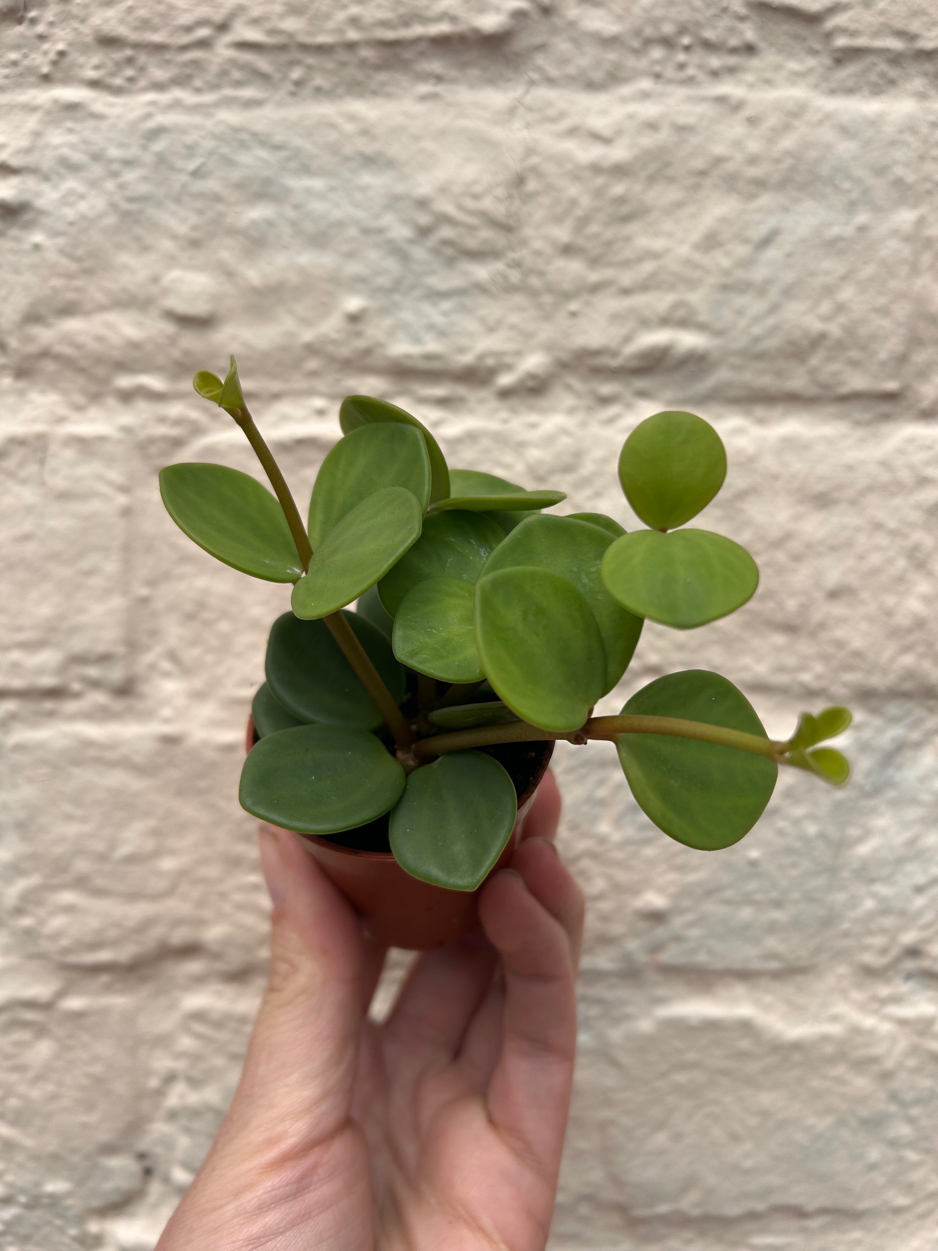 Peperomia tetraphylla &