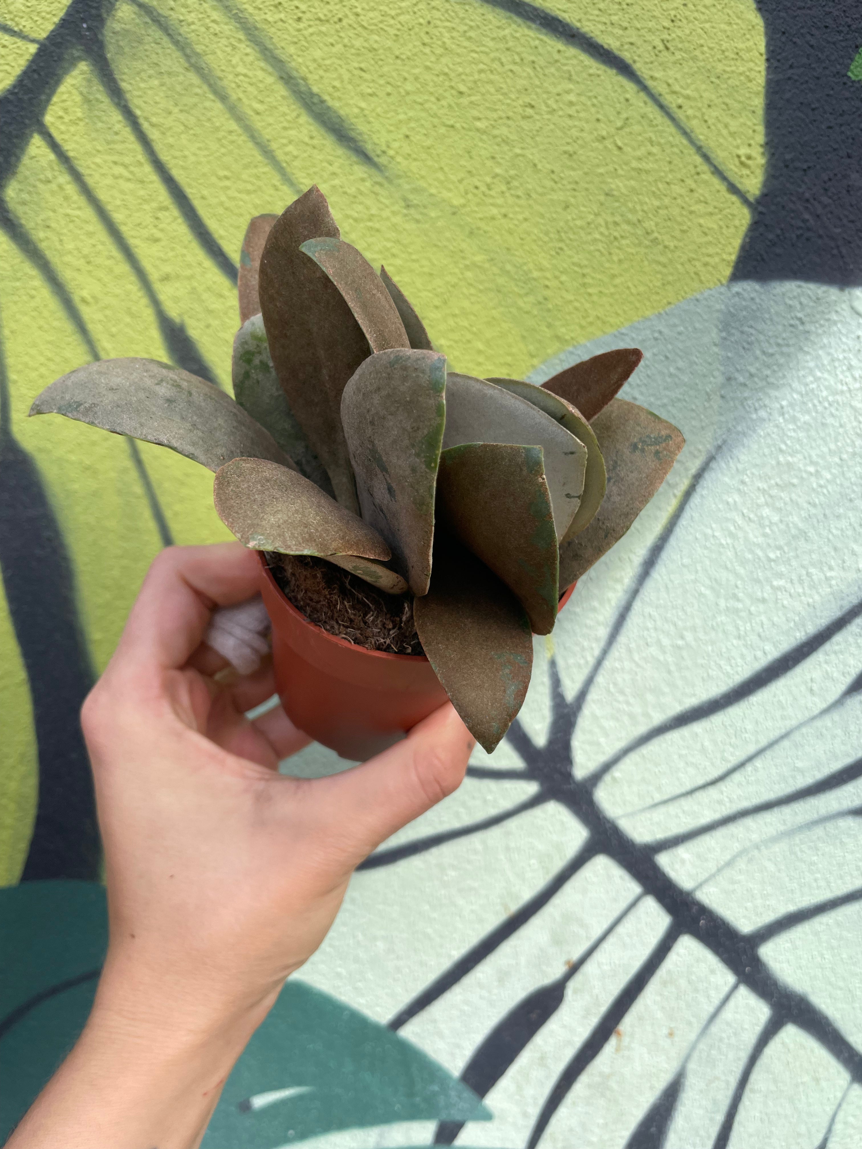 Kalanchoe orygalis (Copper spoons)