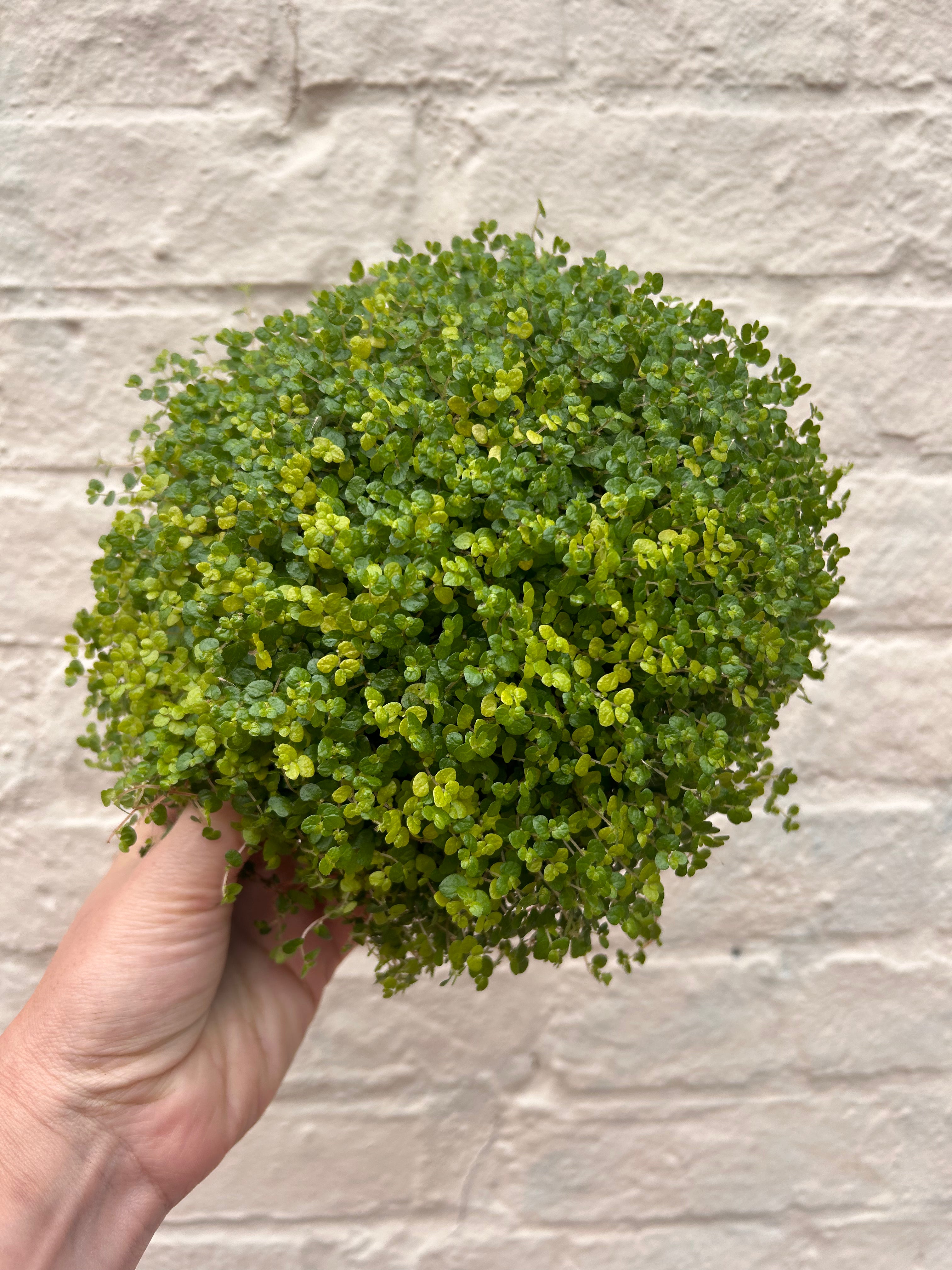 Soleirolia soleirolii (Mind Your Own Business)
