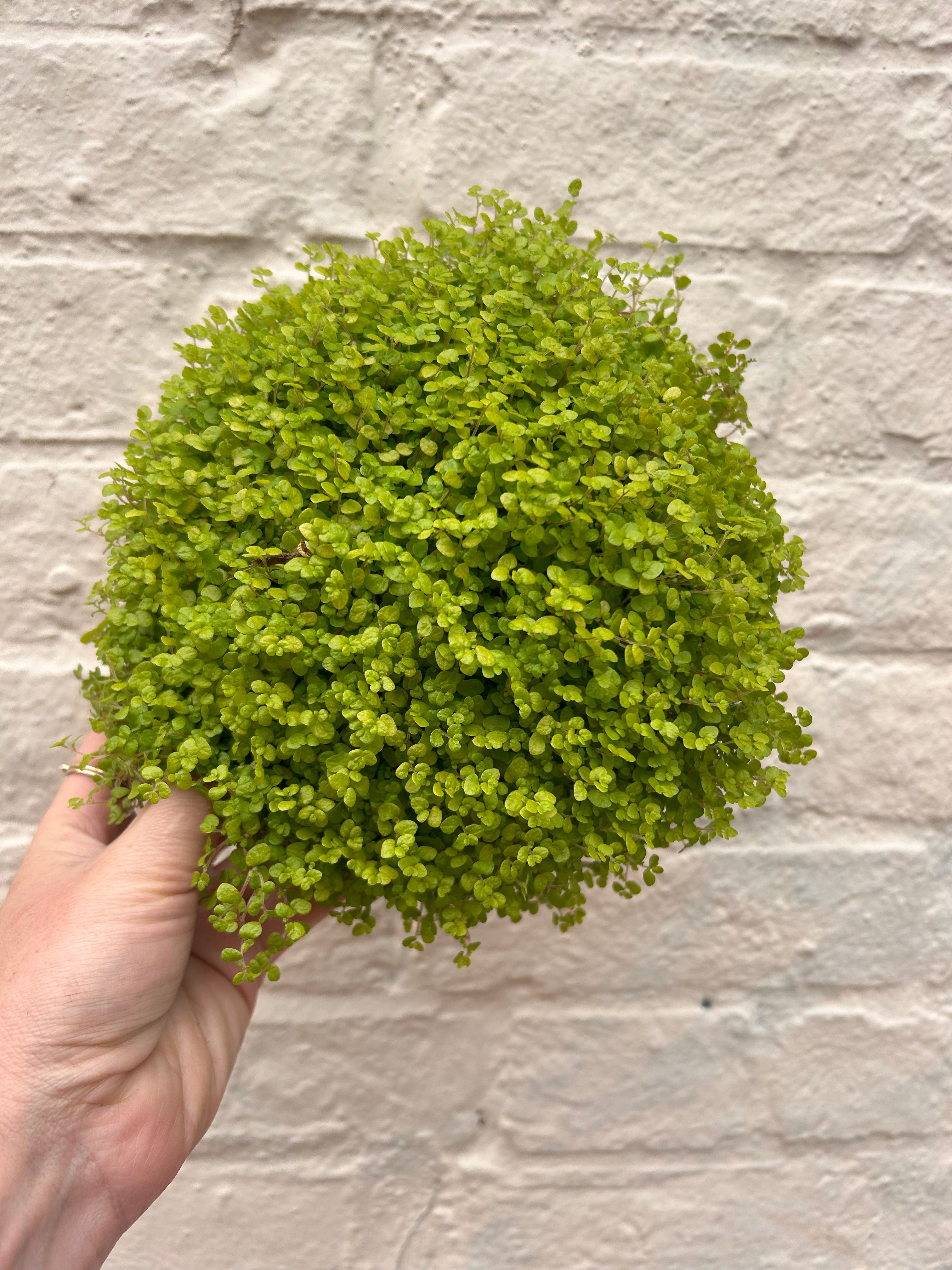 Soleirolia soleirolii (Mind Your Own Business)