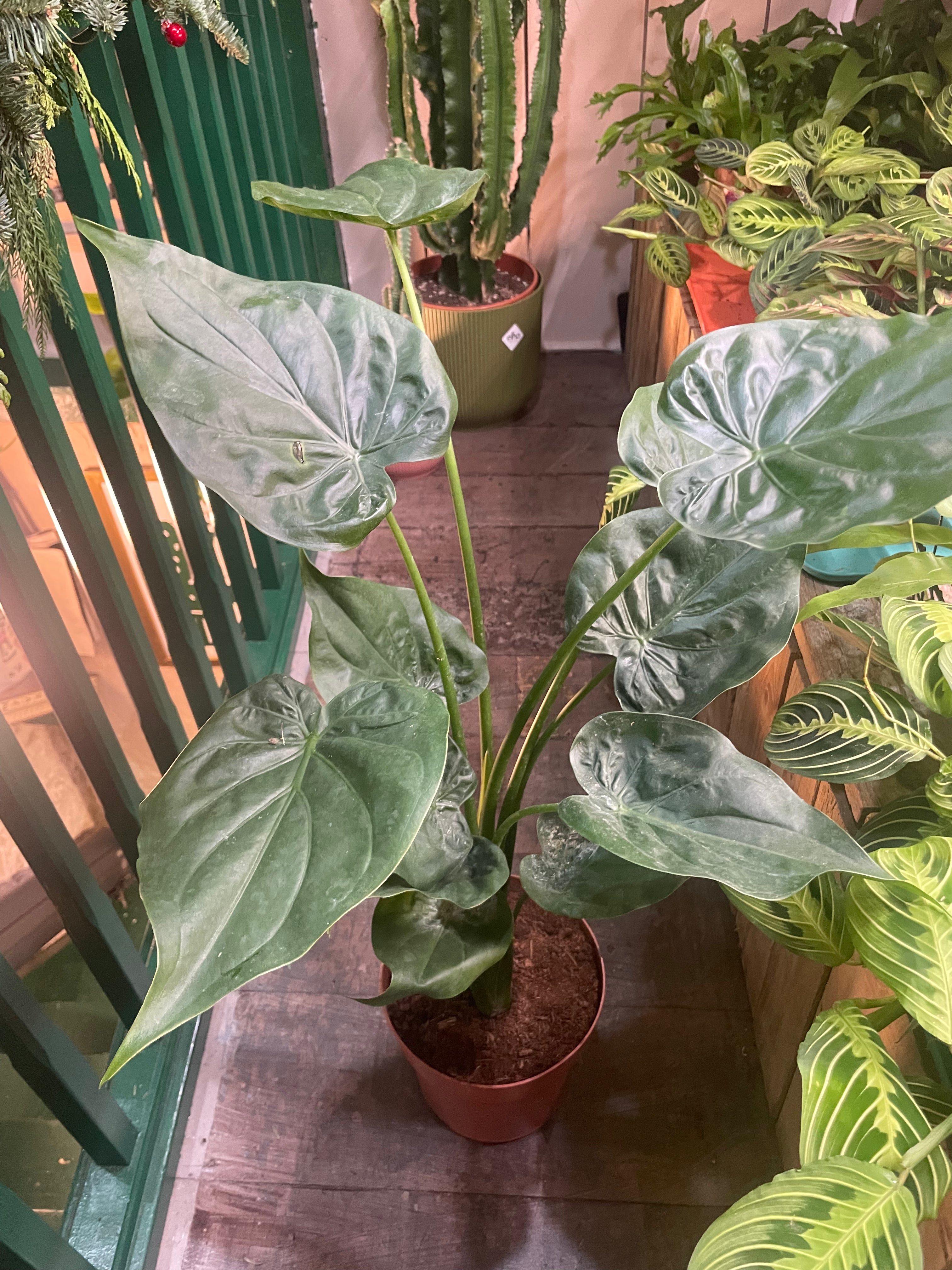 Alocasia cucullata (Hooded Dwarf Elephant Ear)