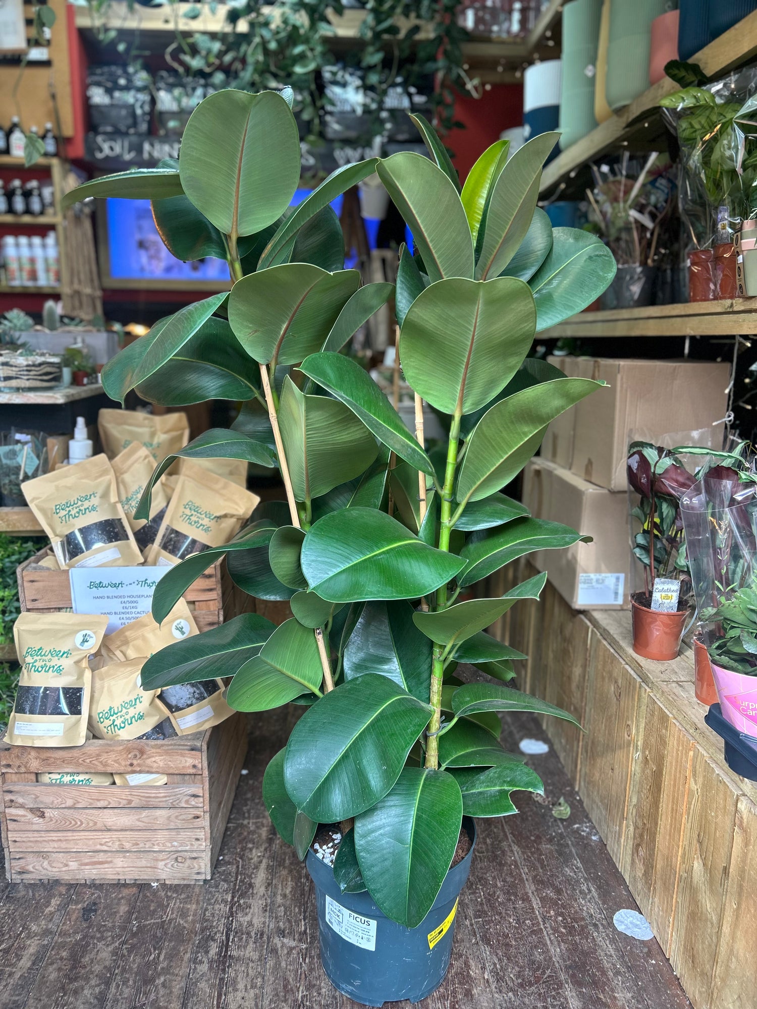 Ficus elastica (Rubber Plant) -5 varieties available