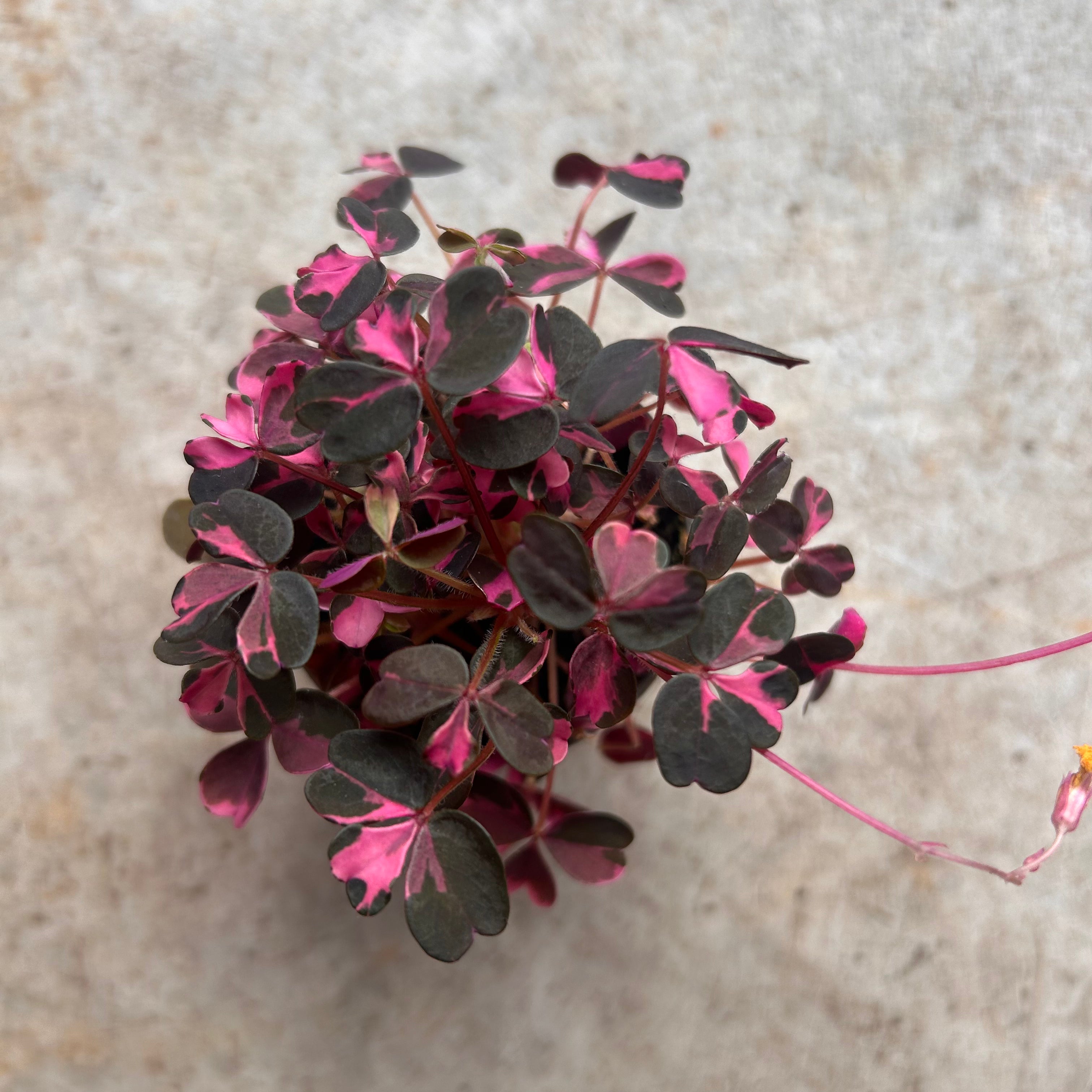 Oxalis spiralis vulcanicola &