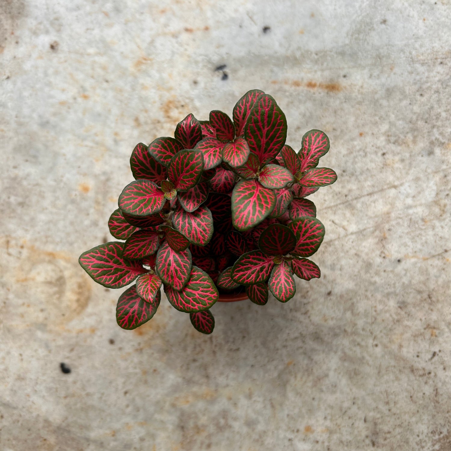 Fittonia varieties (Nerve plant/ Mosaic plant)