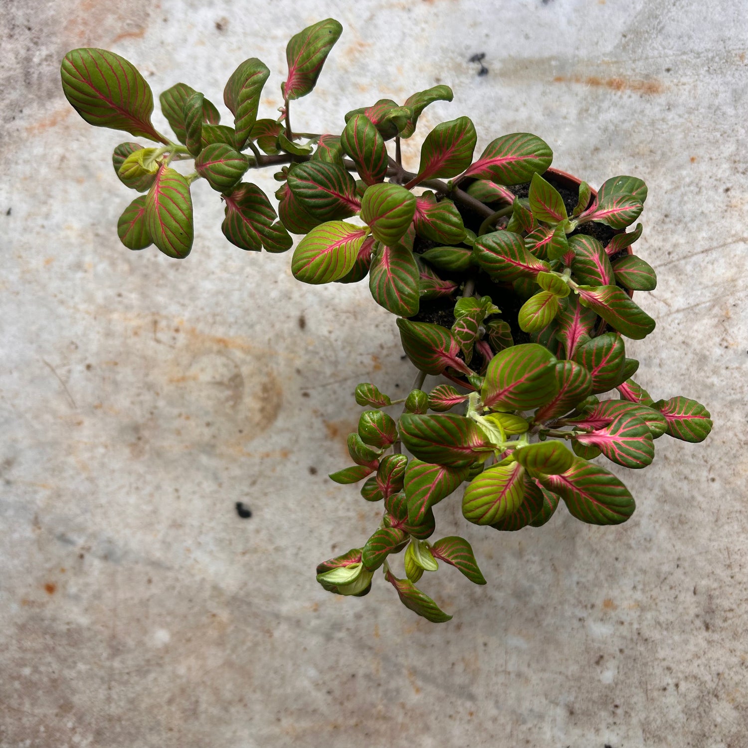 Fittonia varieties (Nerve plant/ Mosaic plant)